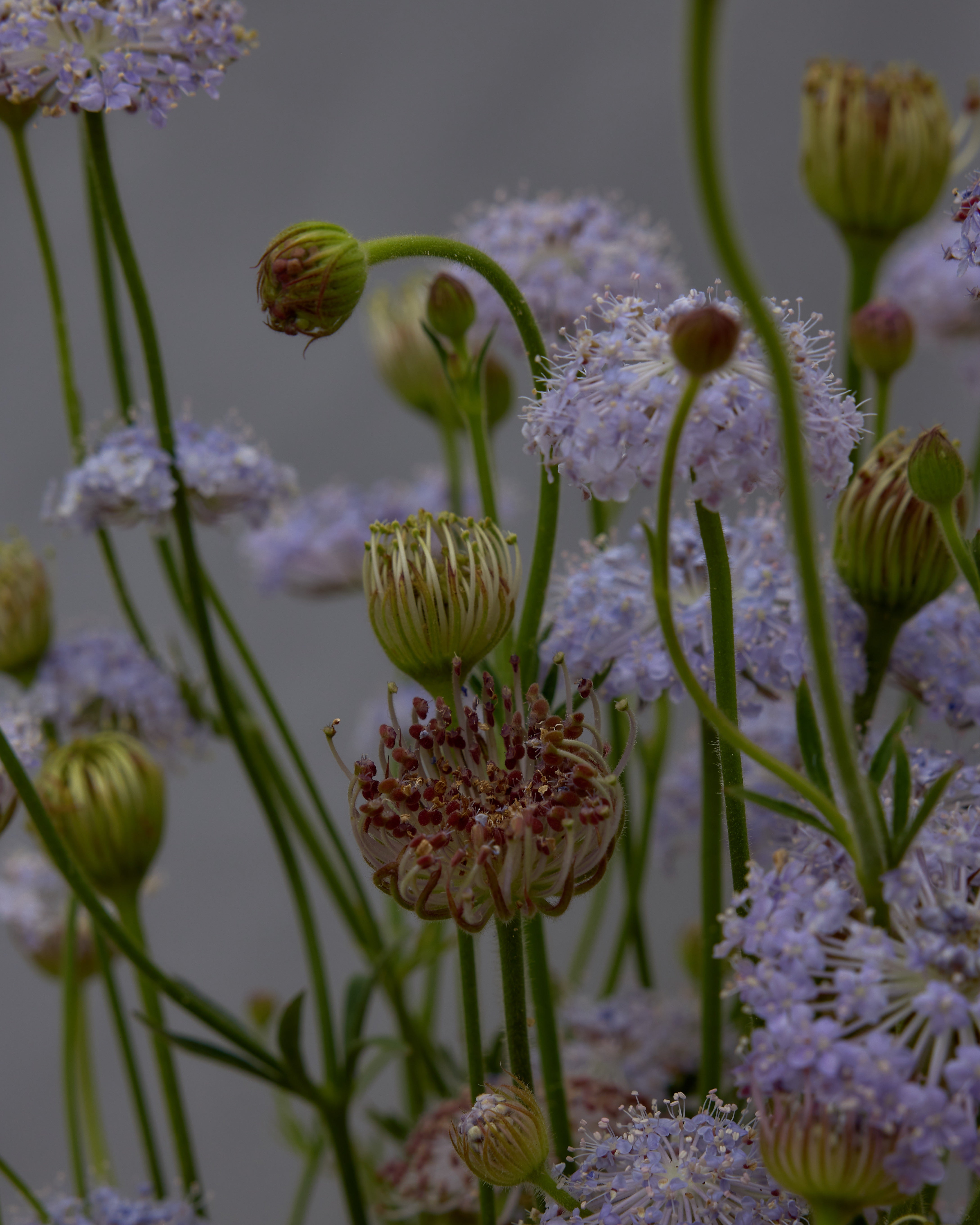 Didiscus Lacy Blue