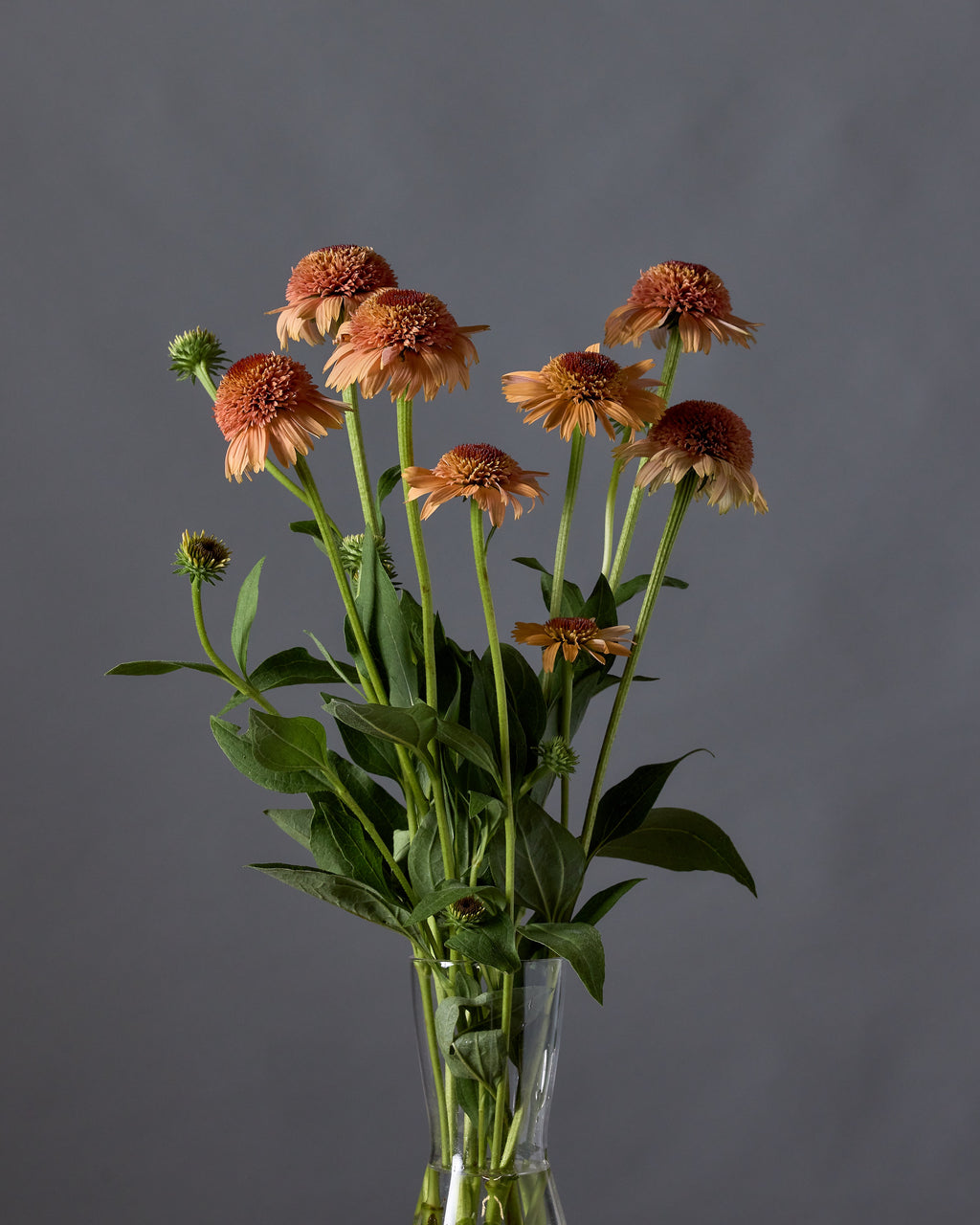 echinacea supreme cantaloupe seeds Echinacea Supreme Cantaloupe Plug Plants (3 pack)