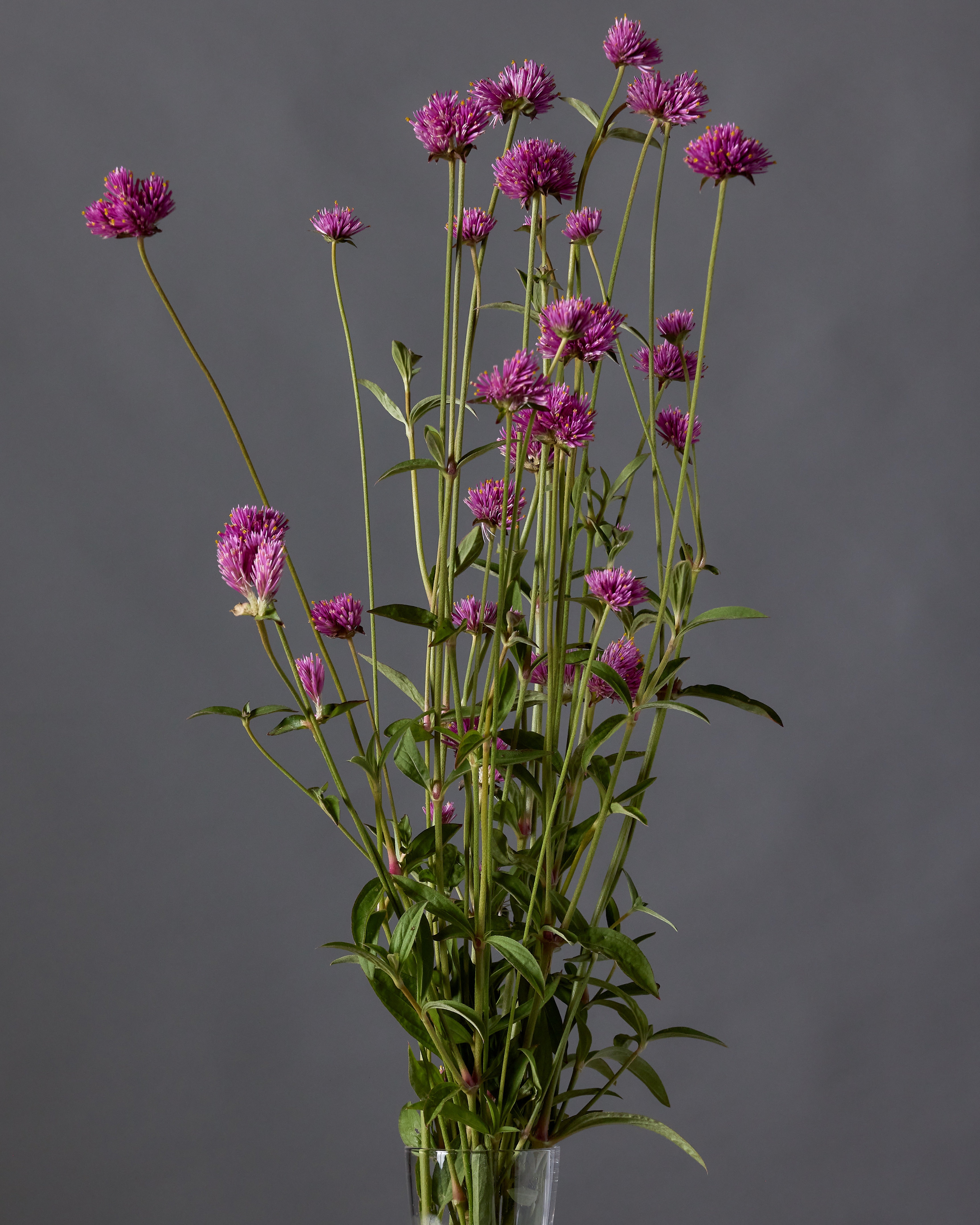 Gomphrena Fireworks