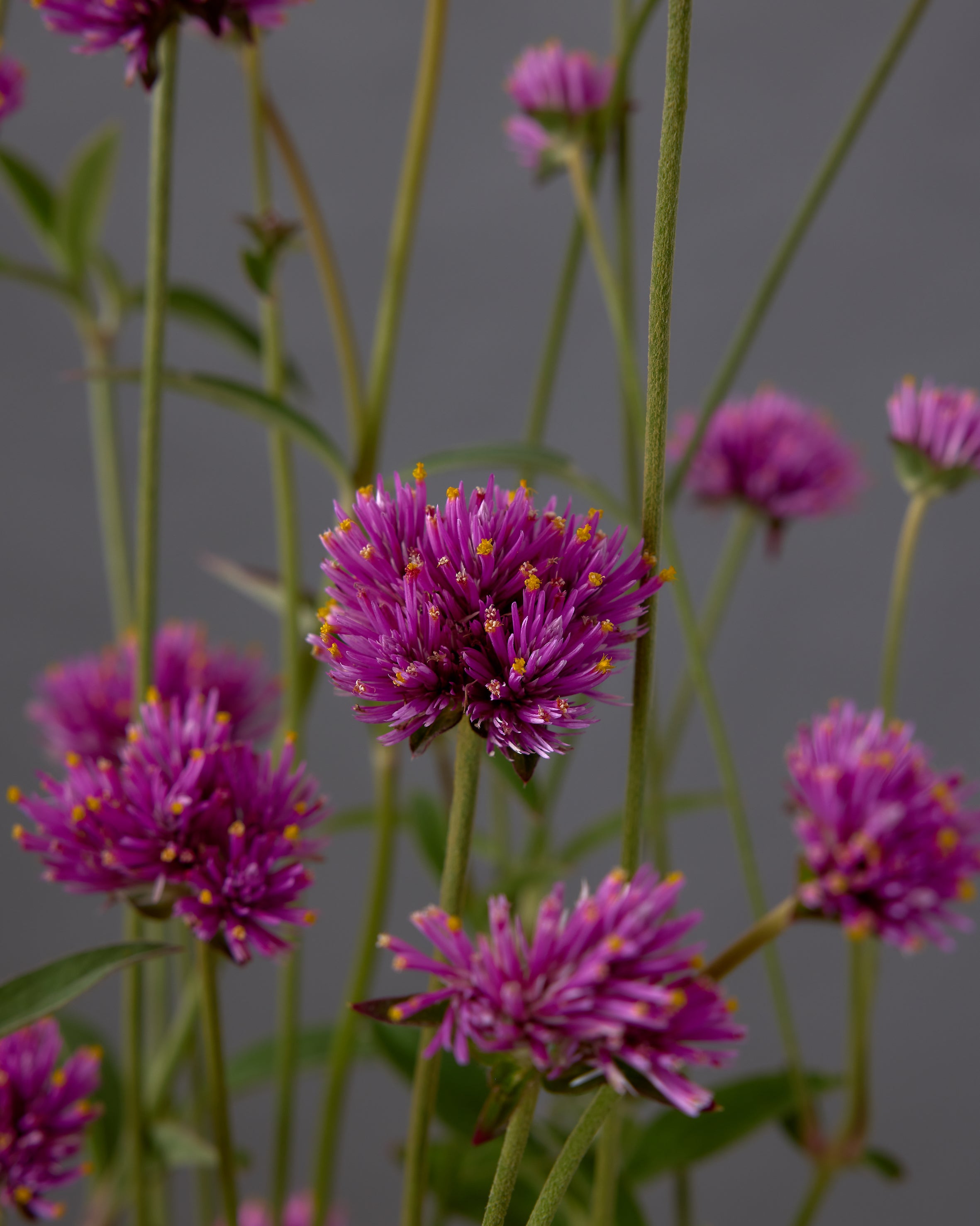 Gomphrena Fireworks