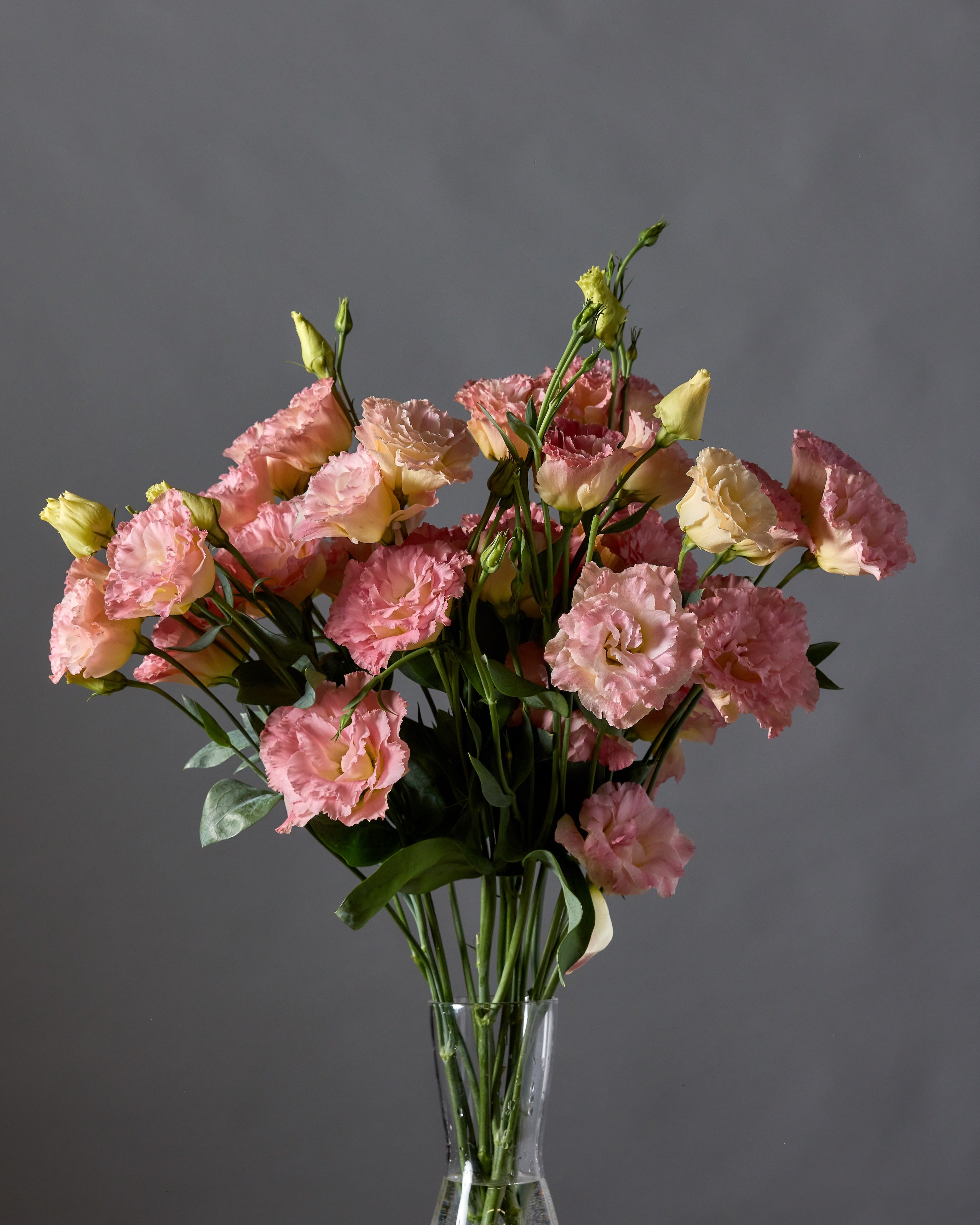 Lisianthus Celeb 2 Honey Pink