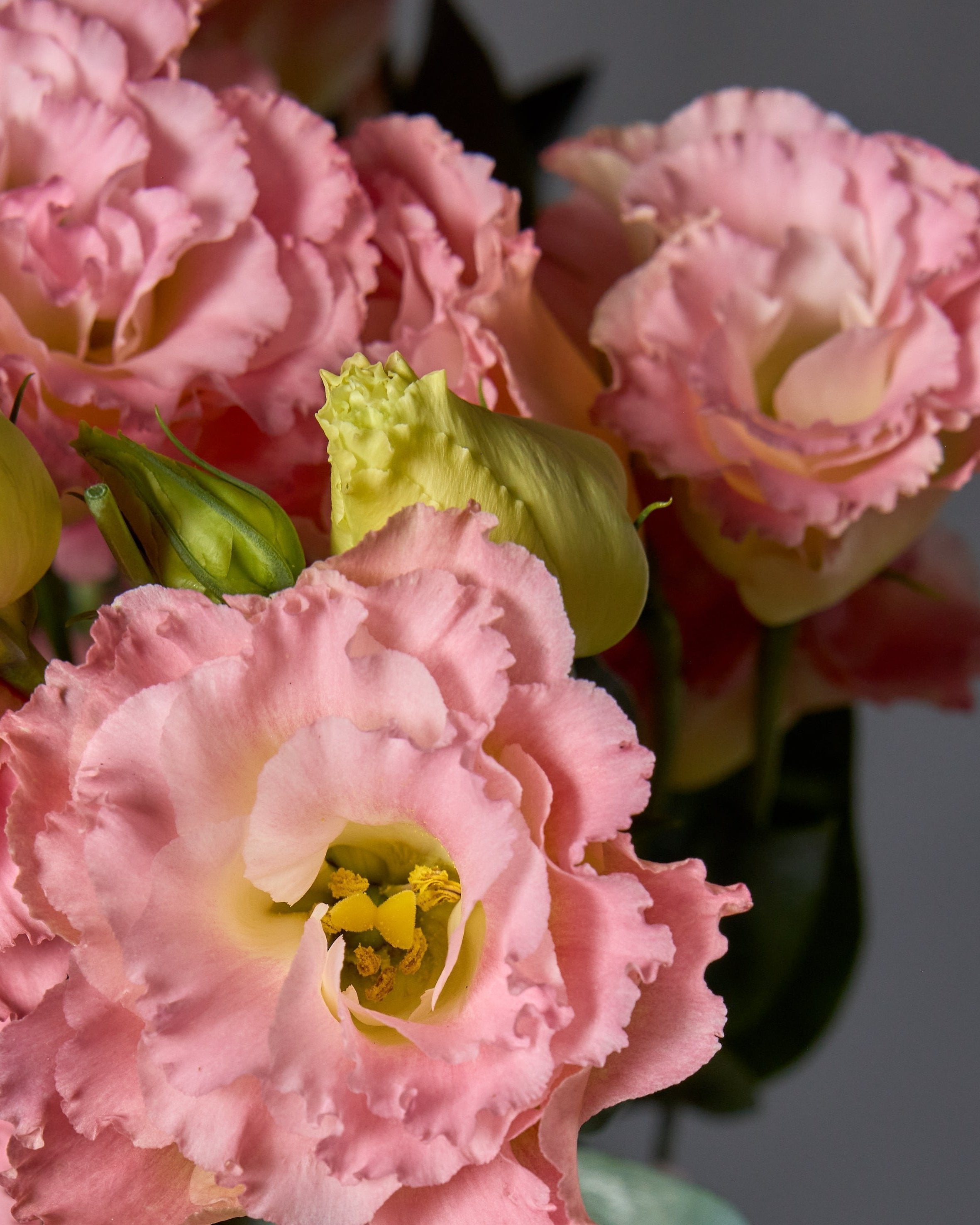 Lisianthus Celeb 2 Honey Pink