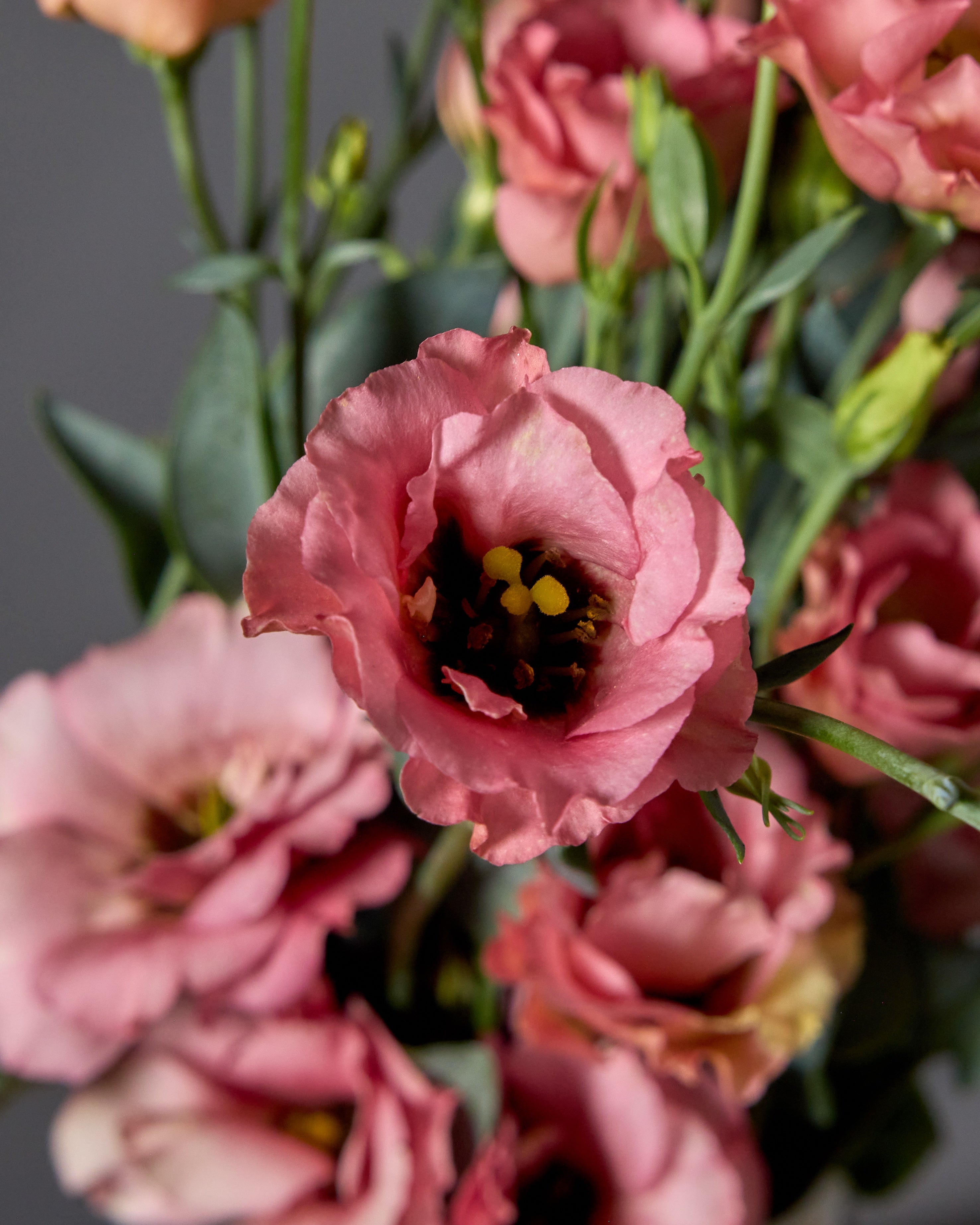 Lisianthus Little Summer 1 Orange