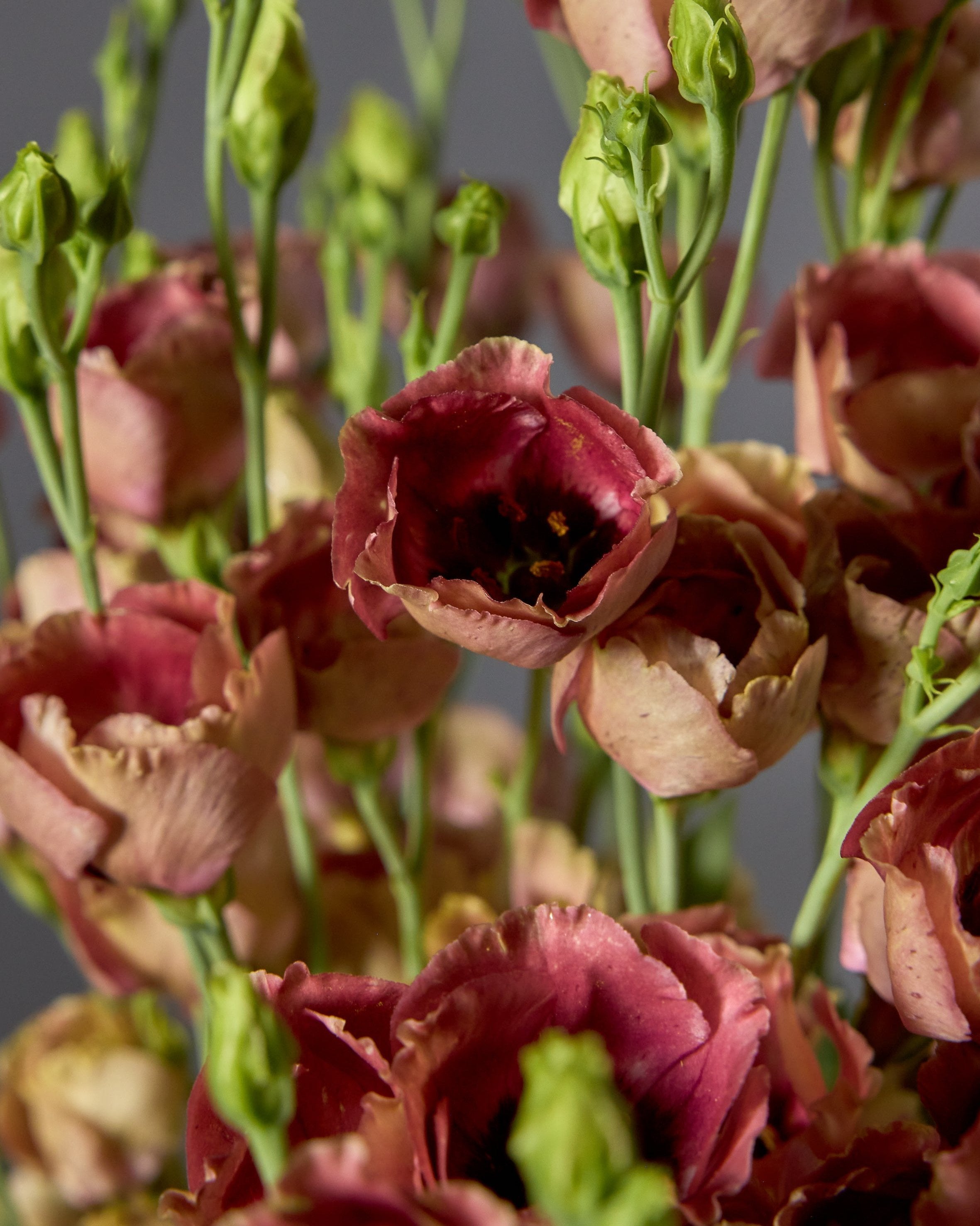 Lisianthus Pucchino 1 Choco