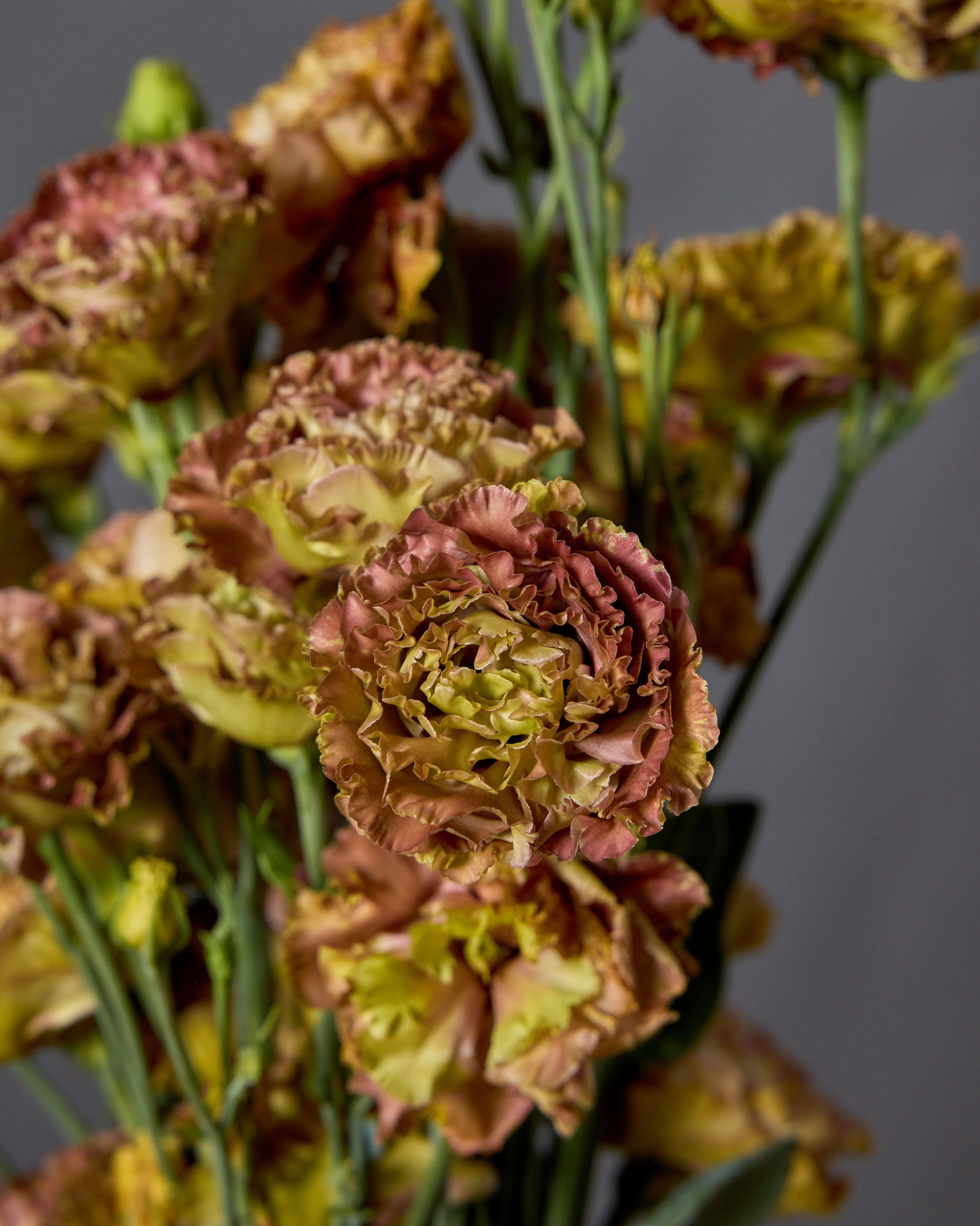 Lisianthus Rosanne 2 Terracotta