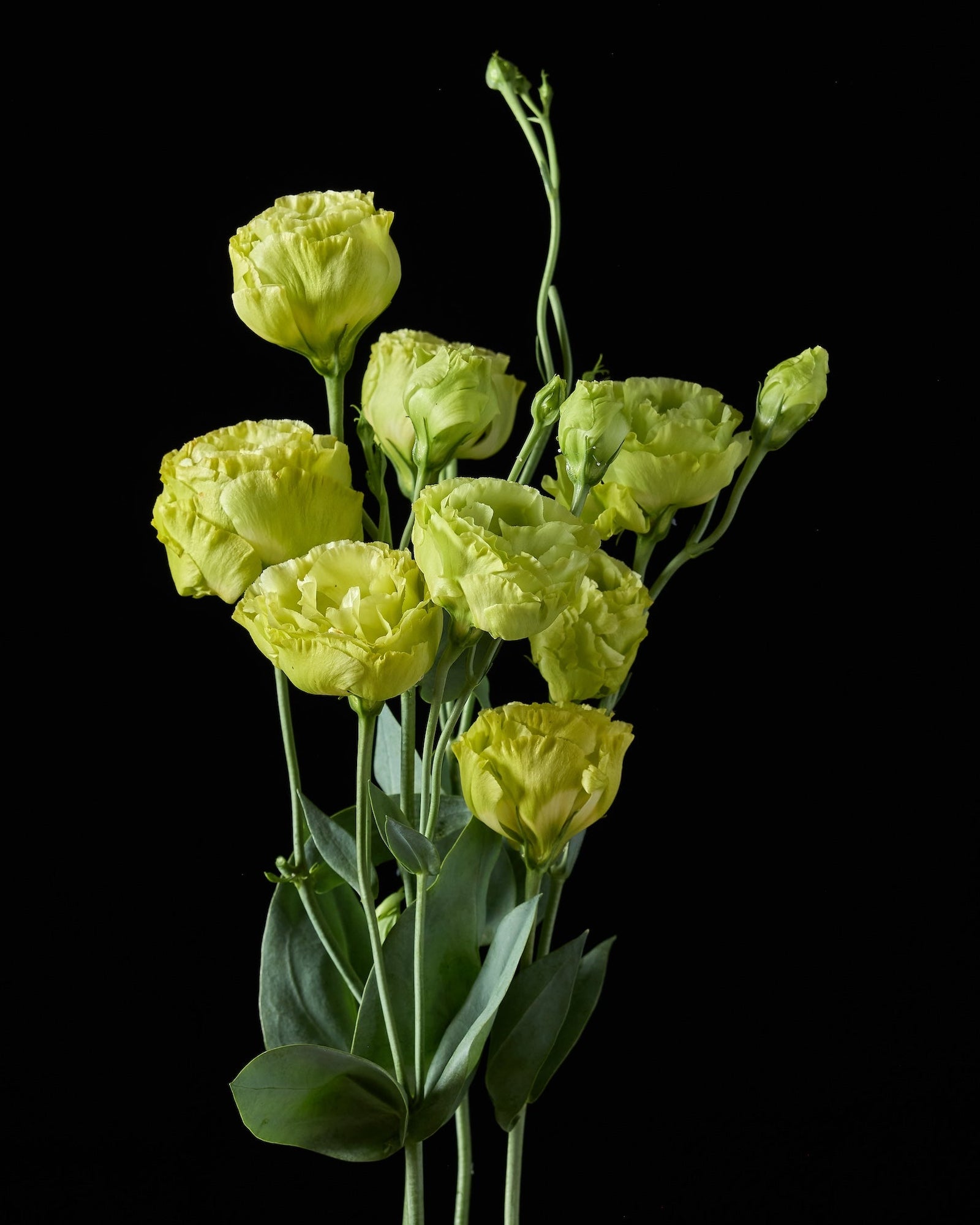 Lisianthus Rosanne 1 Green (8 plugs)