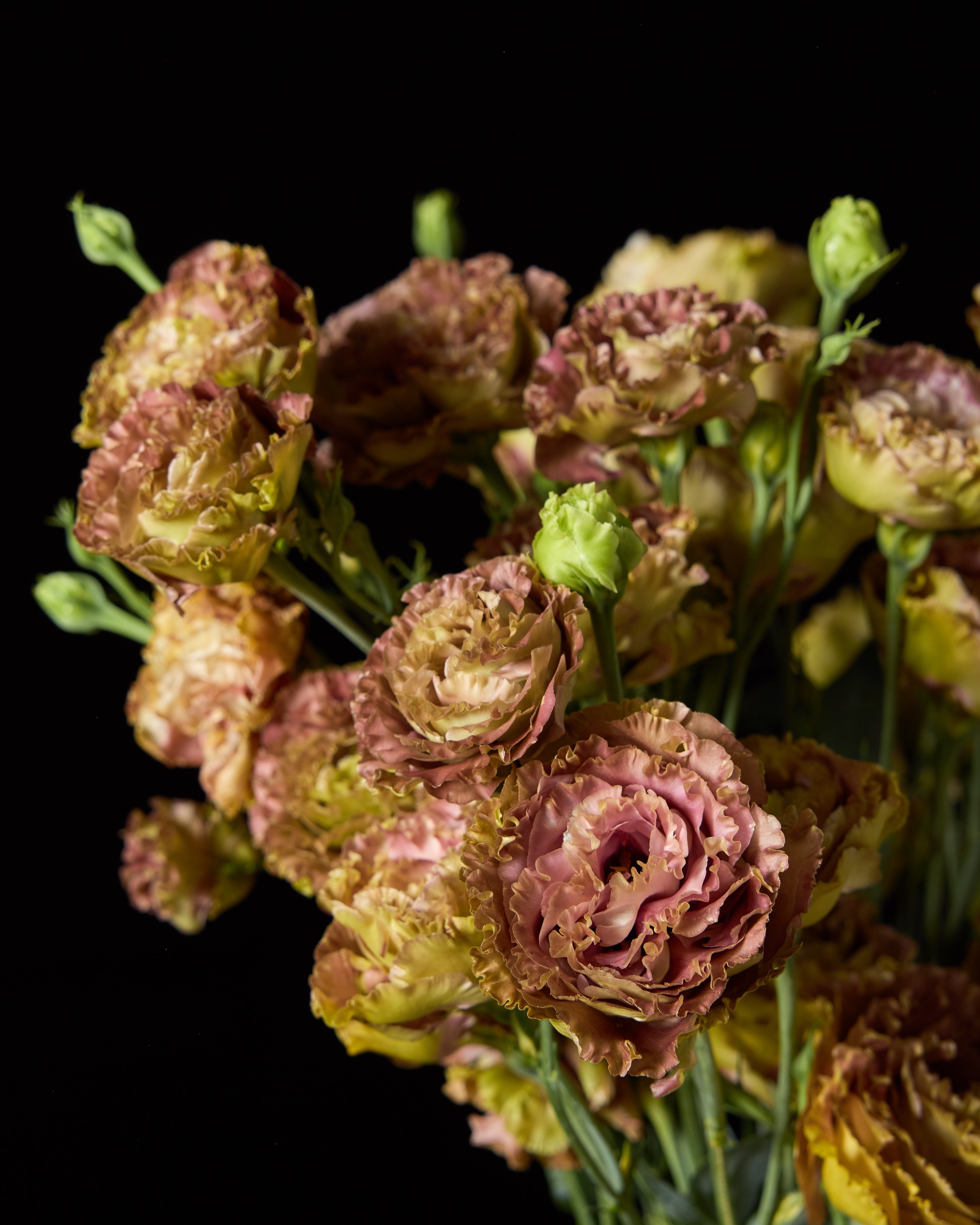 Lisianthus Rosanne 2 Terracotta