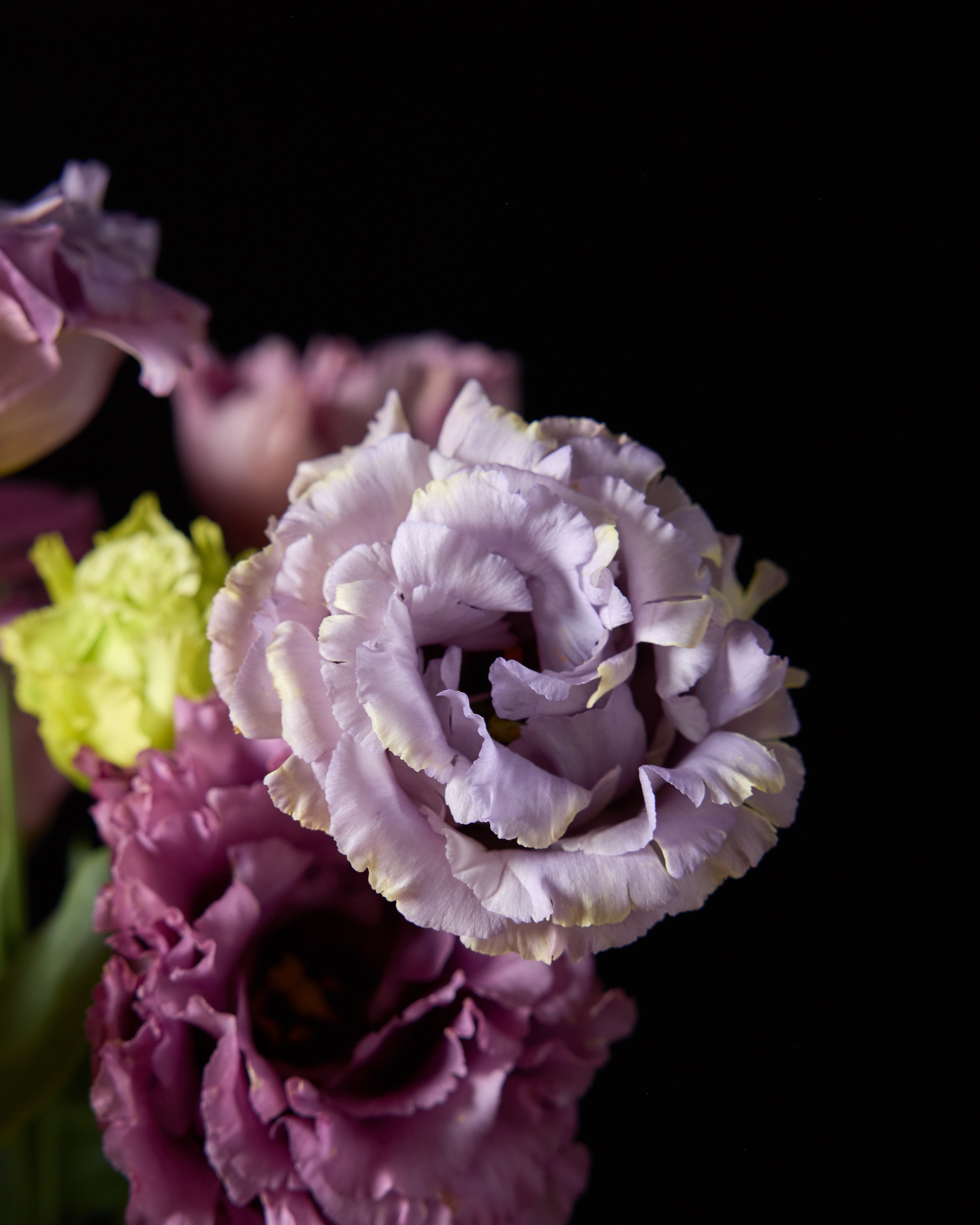 Lisianthus Celeb 2 Metallic Blue