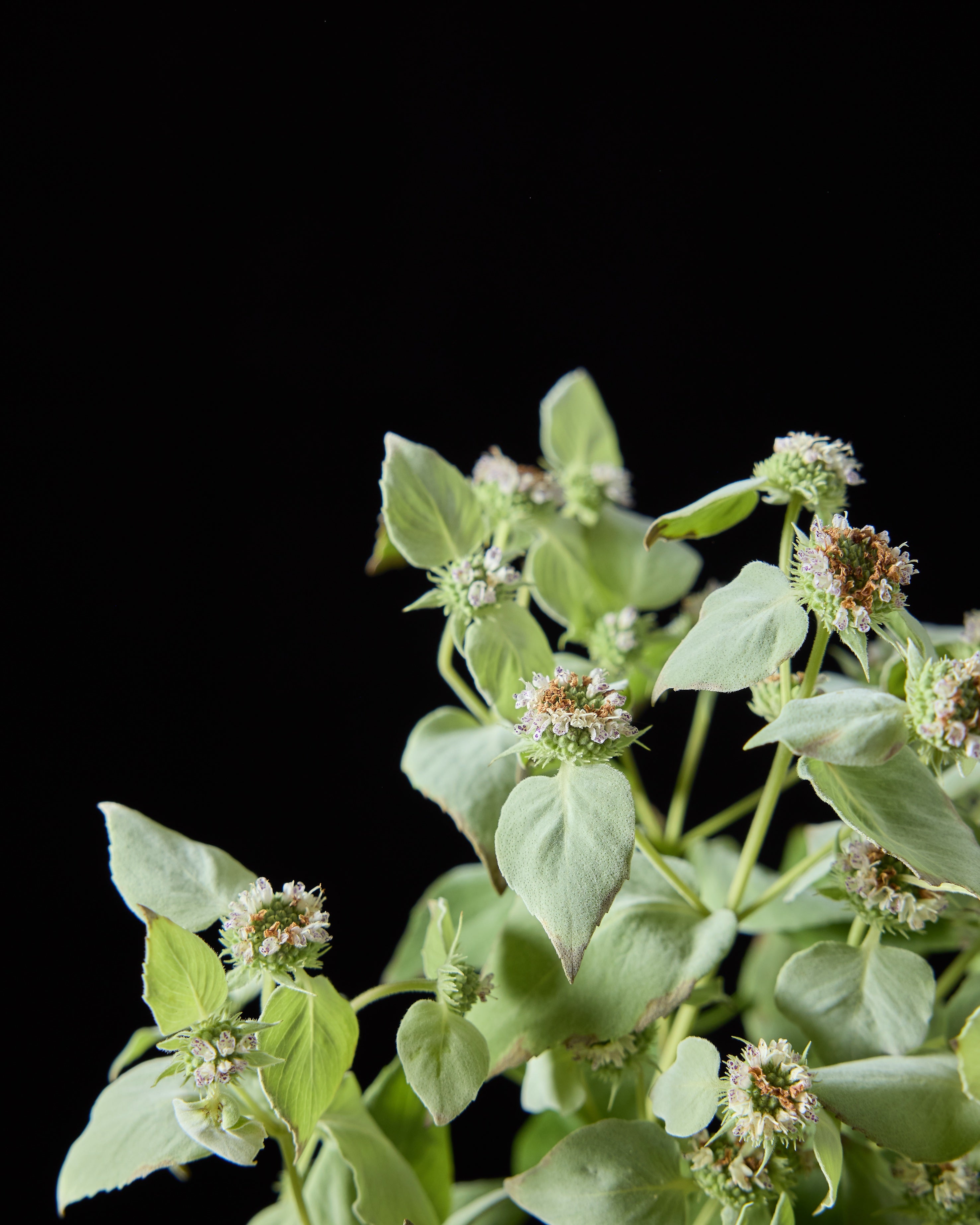 Pycnanthemum muticum (Mountain Mint)