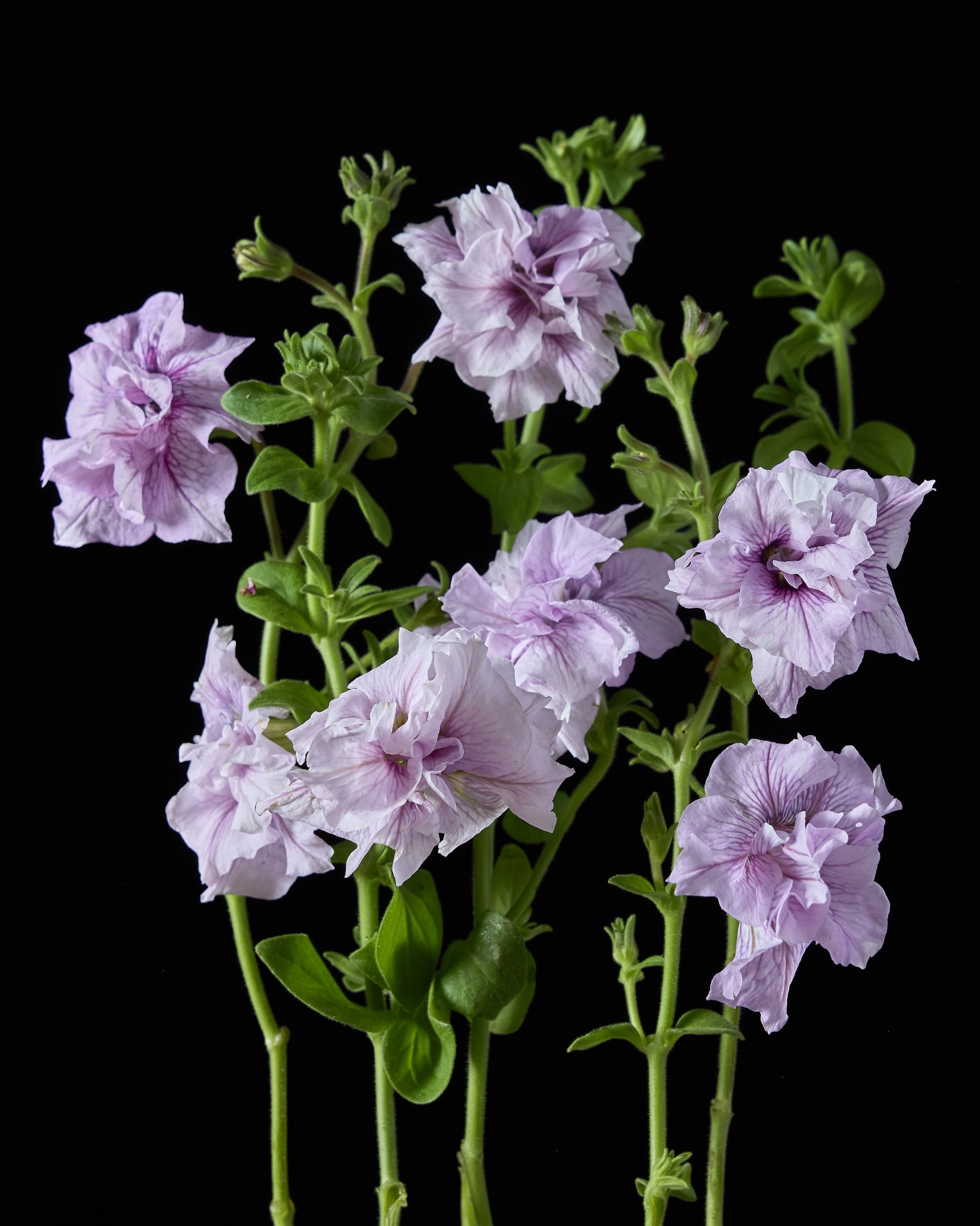 Petunia Doppio Alegretto Mix