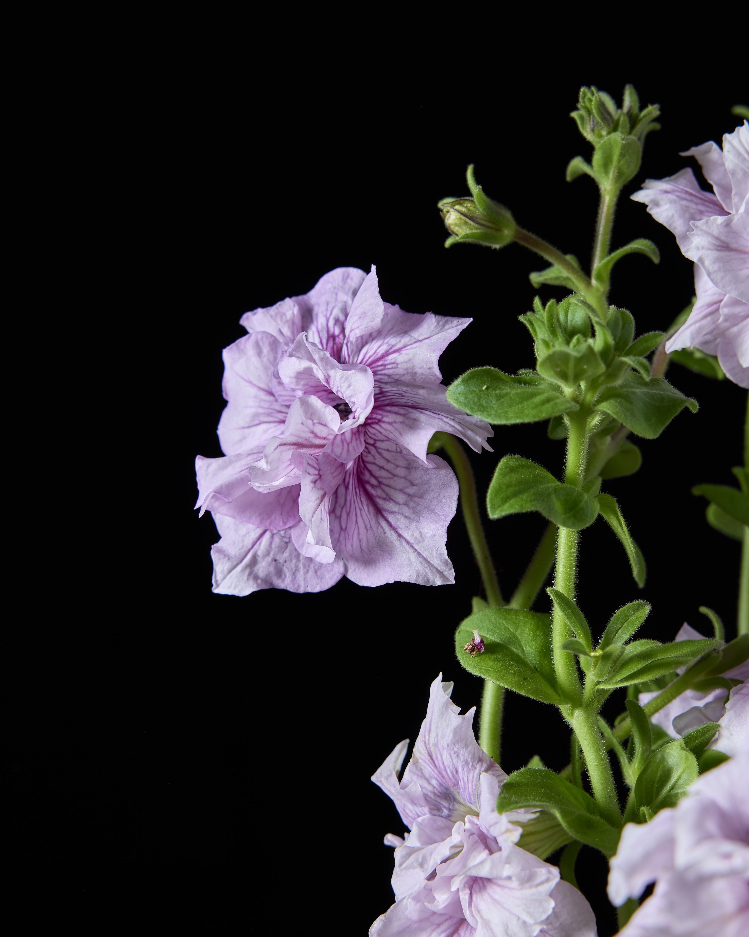 Petunia Doppio Alegretto Mix