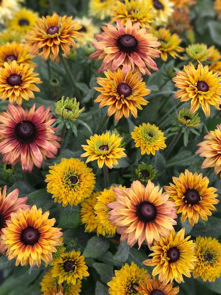 Rudbeckia hirta Sahara