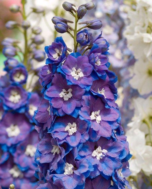 Delphinium Guardian Mix