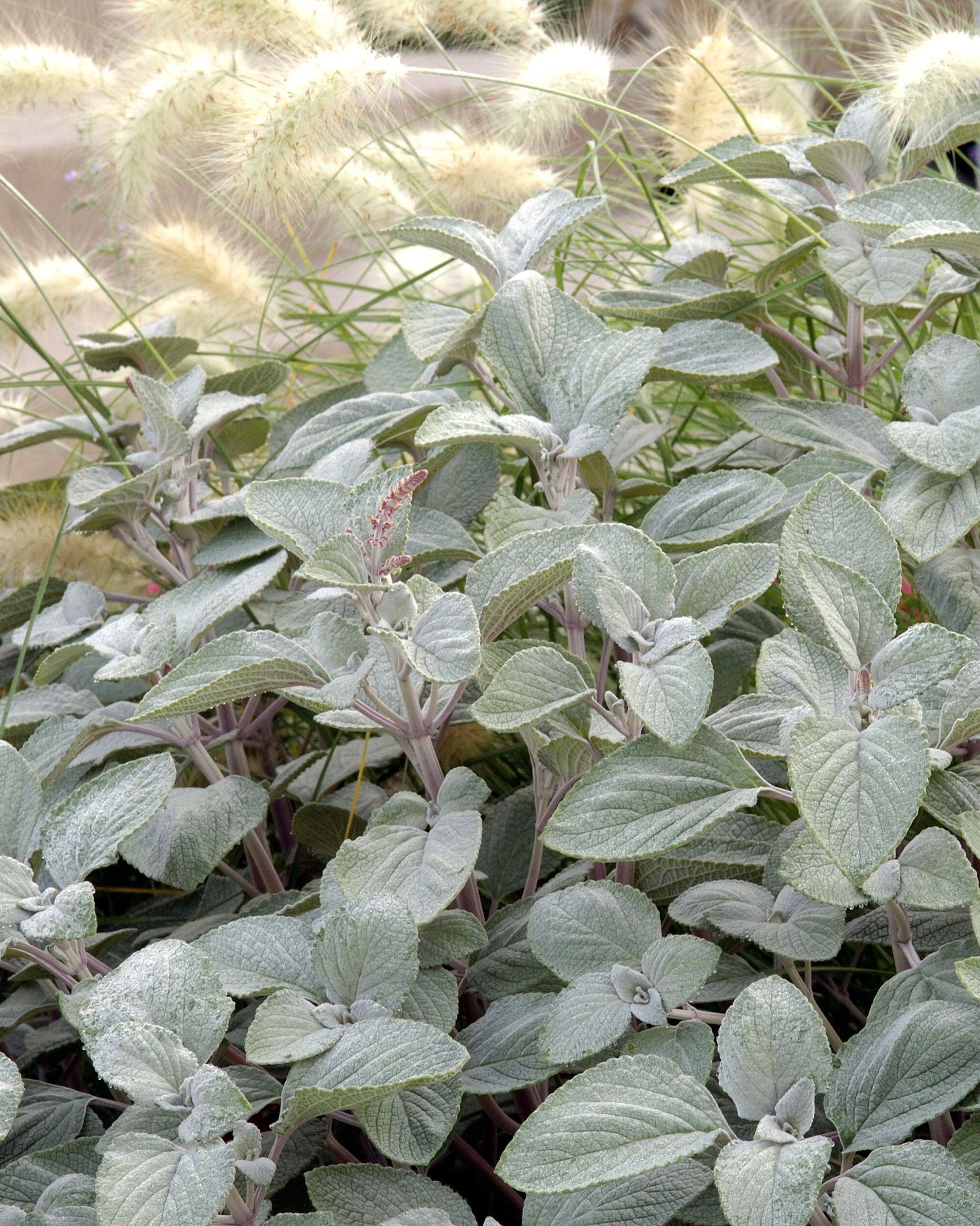 Plectranthus Silver Shield