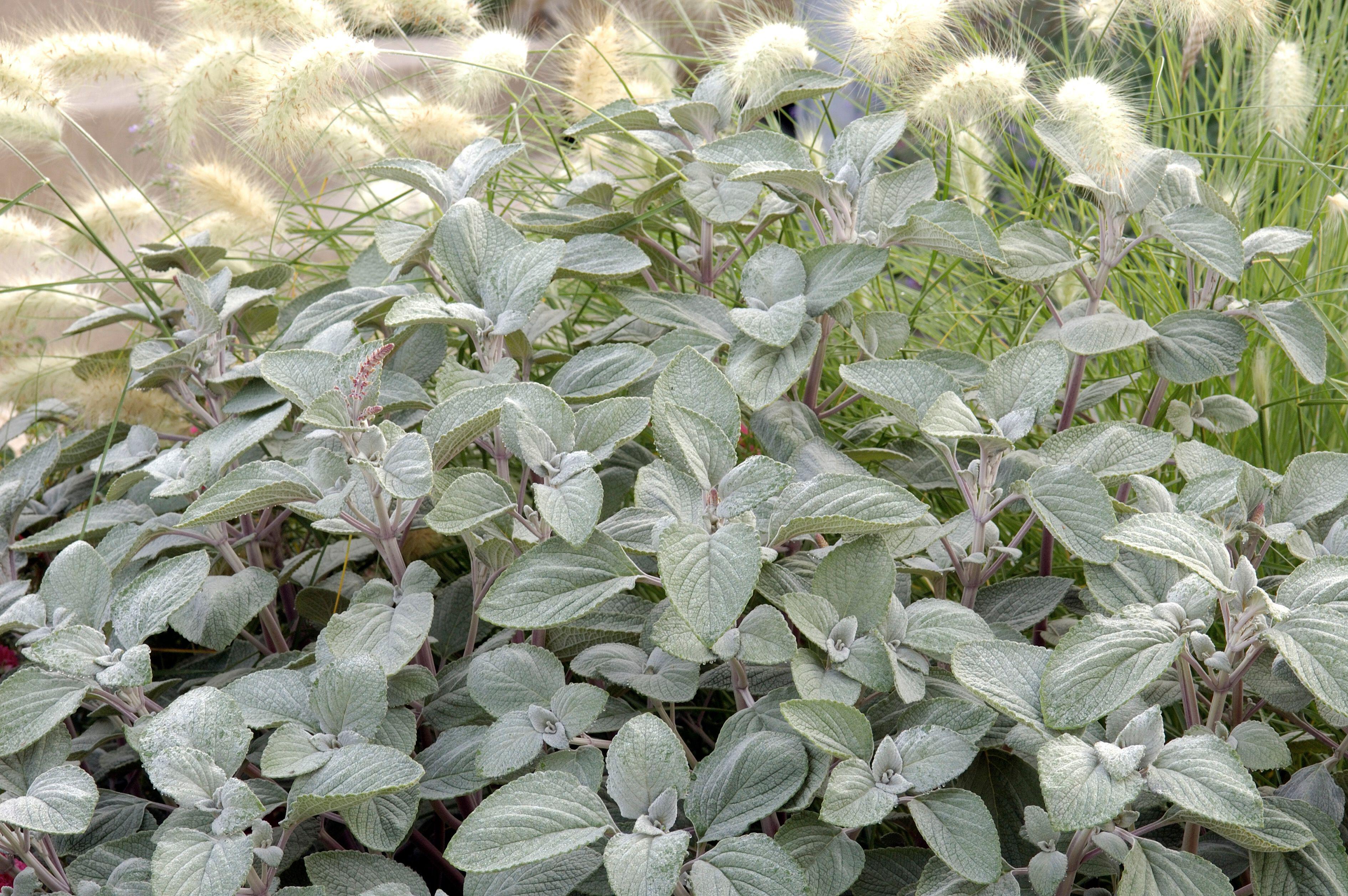 Plectranthus Silver Shield