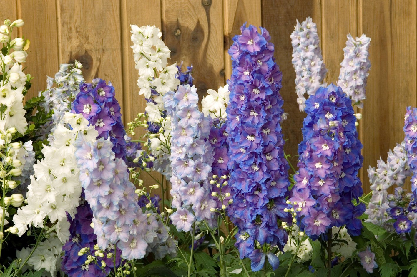 Delphinium Guardian Mix