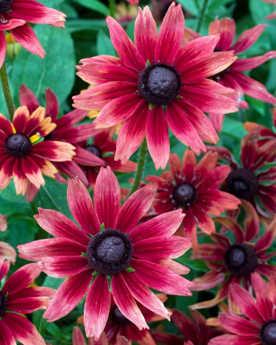 Rudbeckia hirta Cherry Brandy