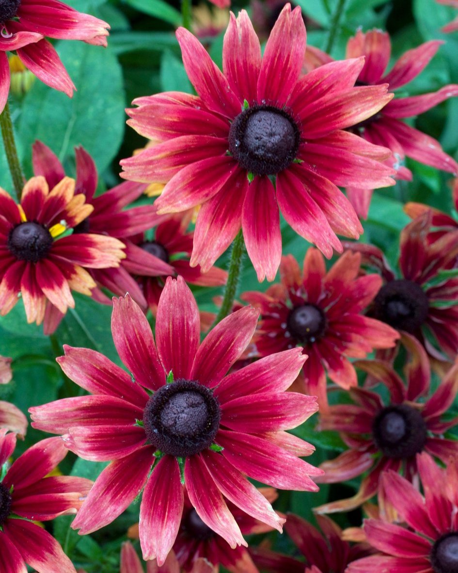 Rudbeckia hirta (8 plugs)