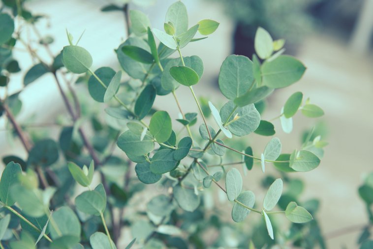 Eucalyptus Silverdrop