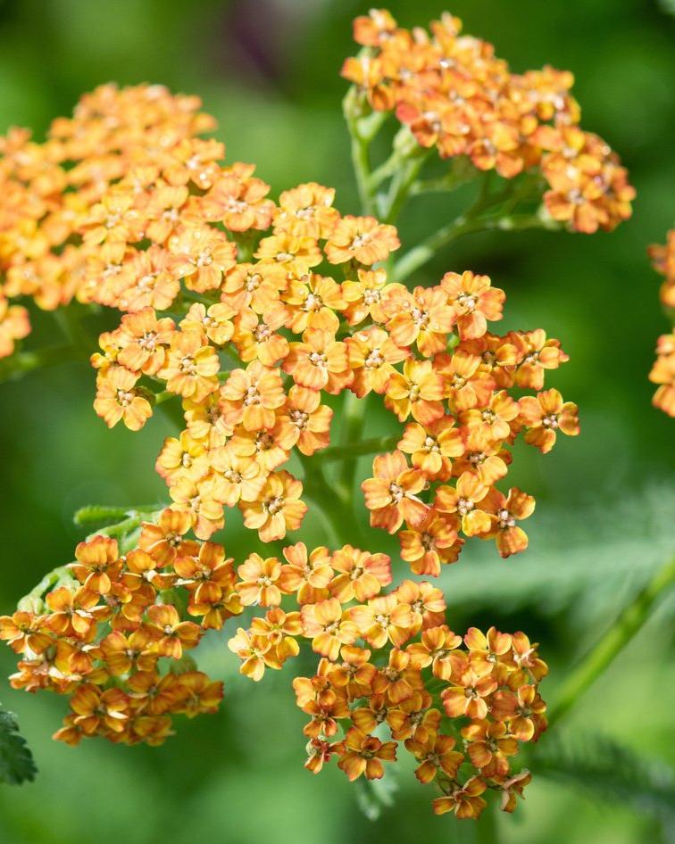 Achillea Terracotta