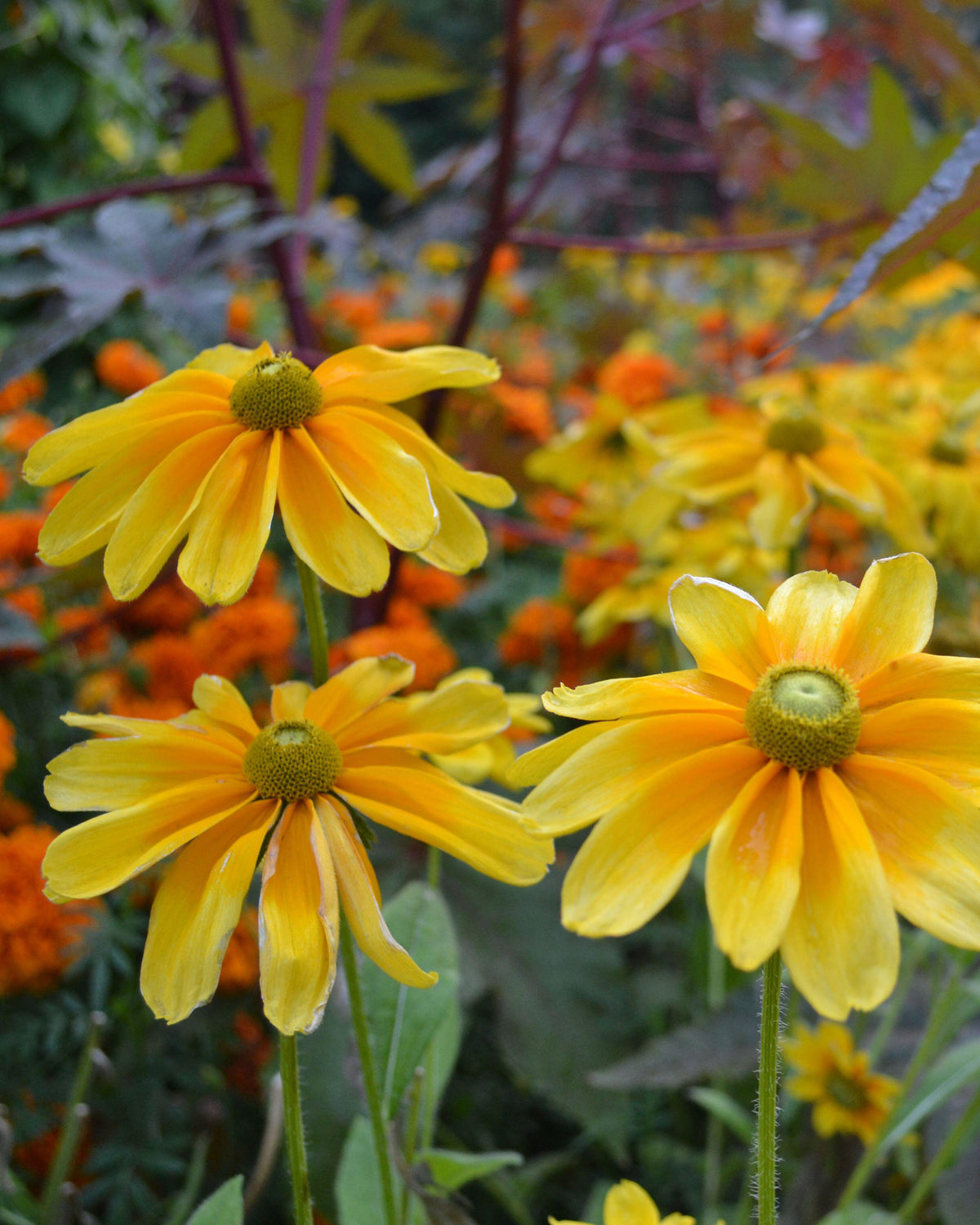 Rudbeckia Irish Eyes Plug Plants (8 pack)