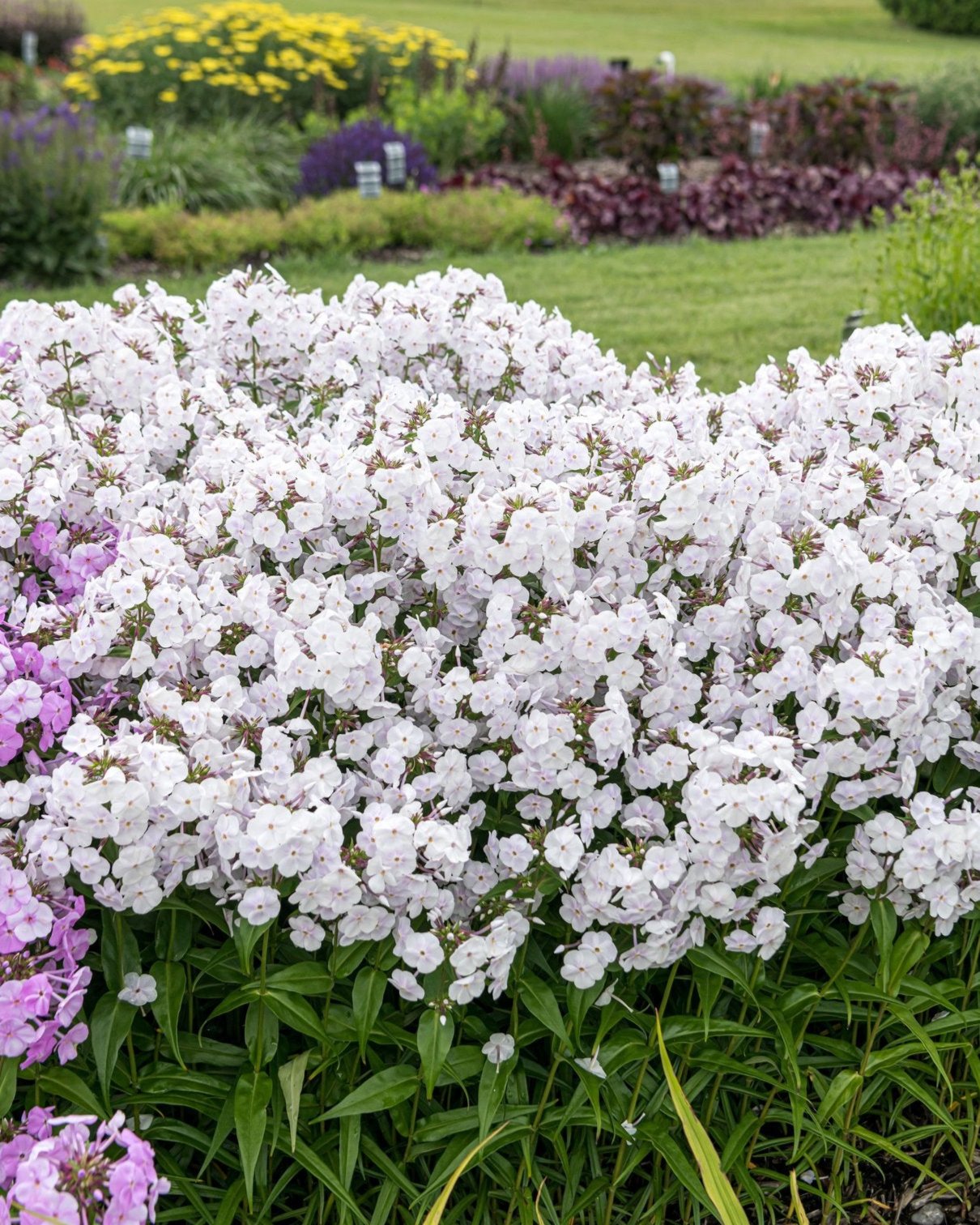 Phlox Fashionably Early Crystal