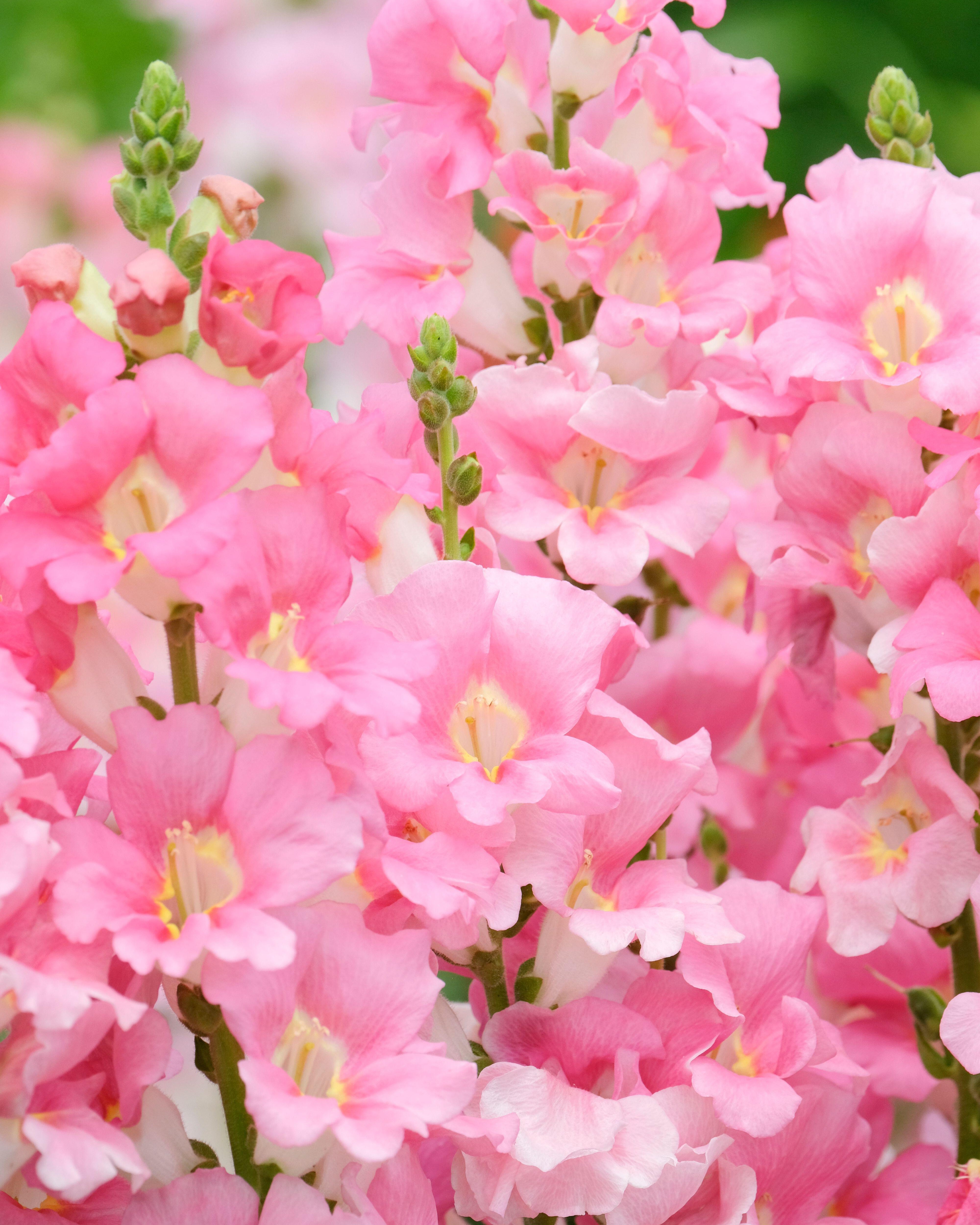 *Snapdragon Chantilly Pink