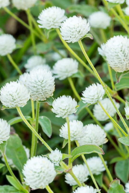 Gomphrena Audray White