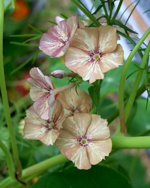 Phlox Crème Brulee