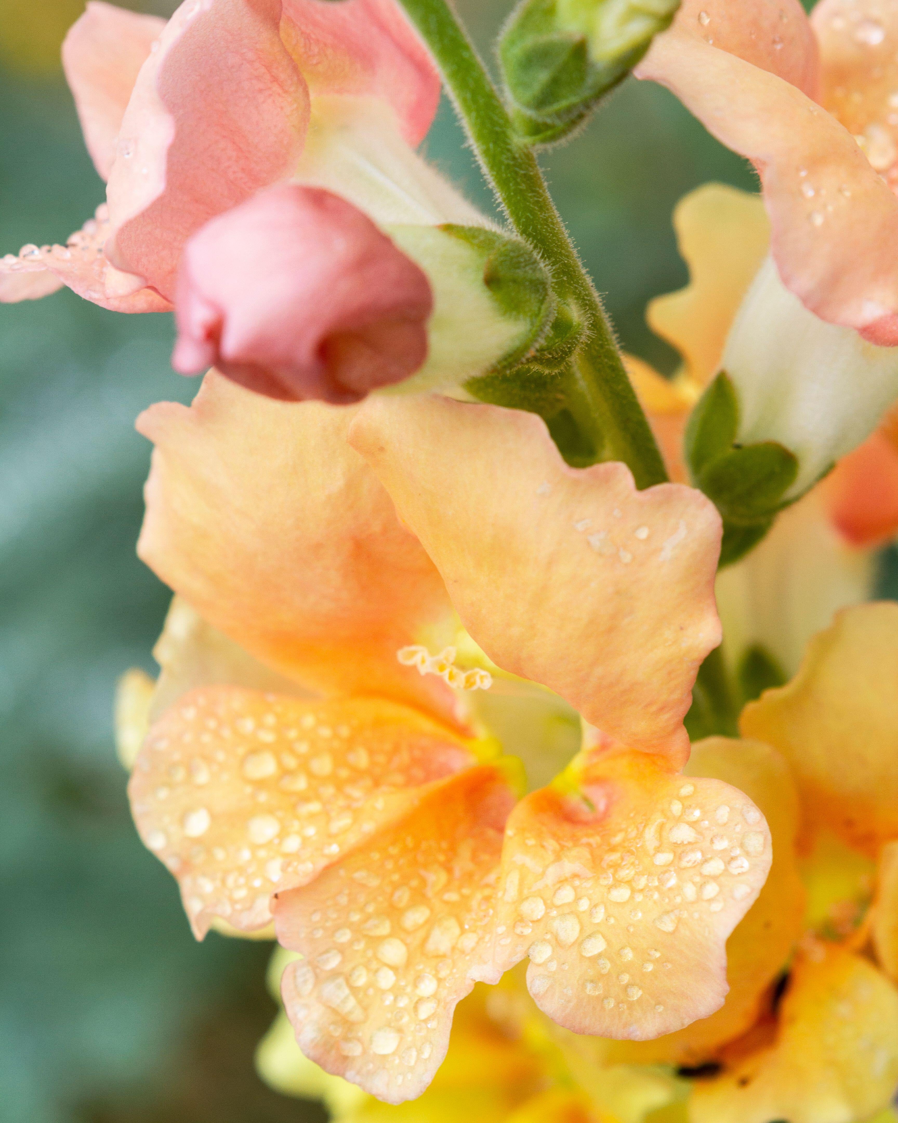 *Snapdragon Chantilly Light Salmon