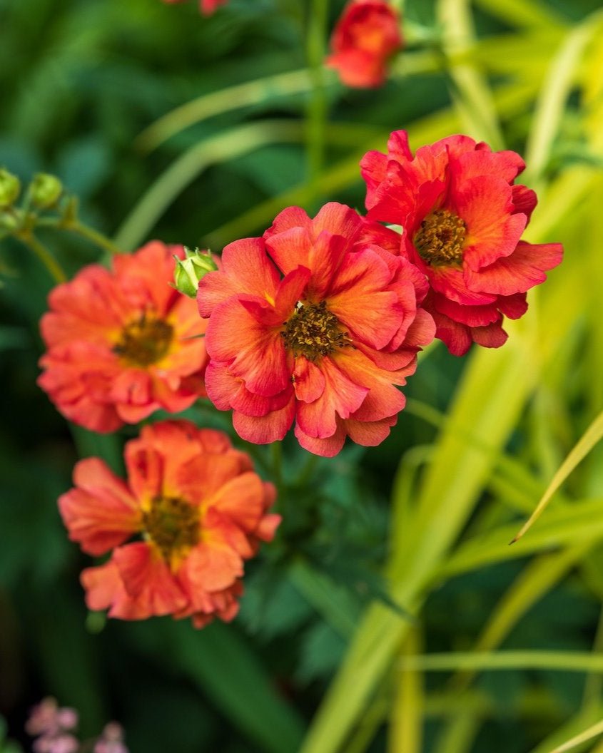 Geum Coral Tempest