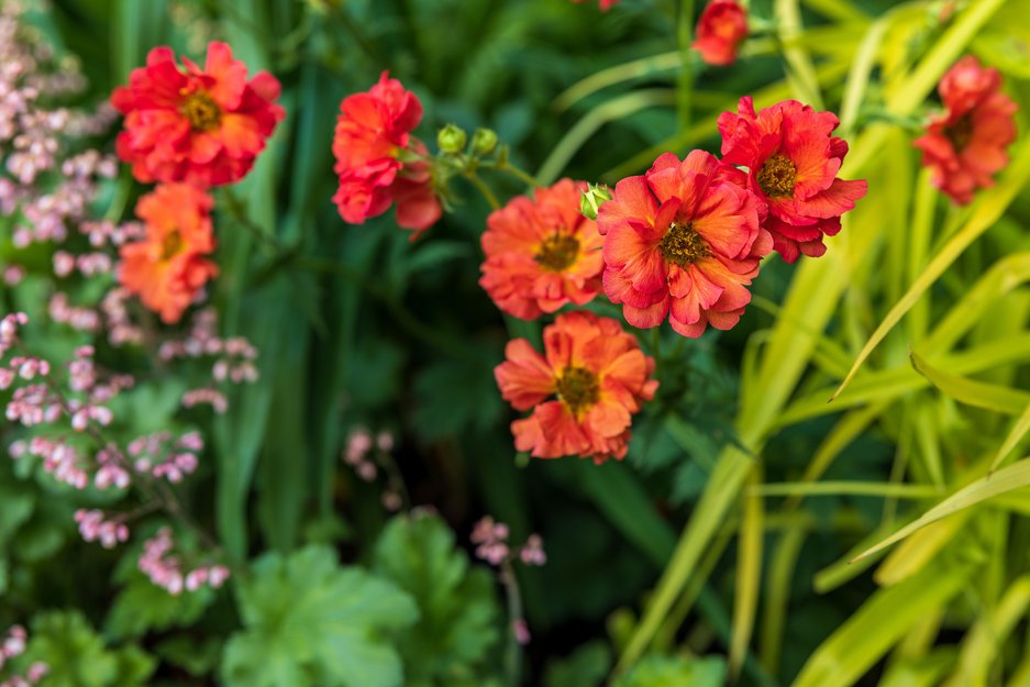 Geum Coral Tempest