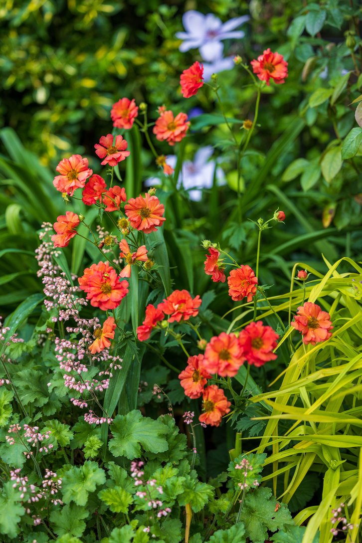 Geum Coral Tempest