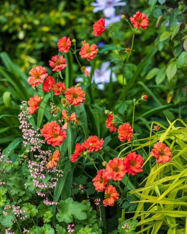 Geum (3 plugs)
