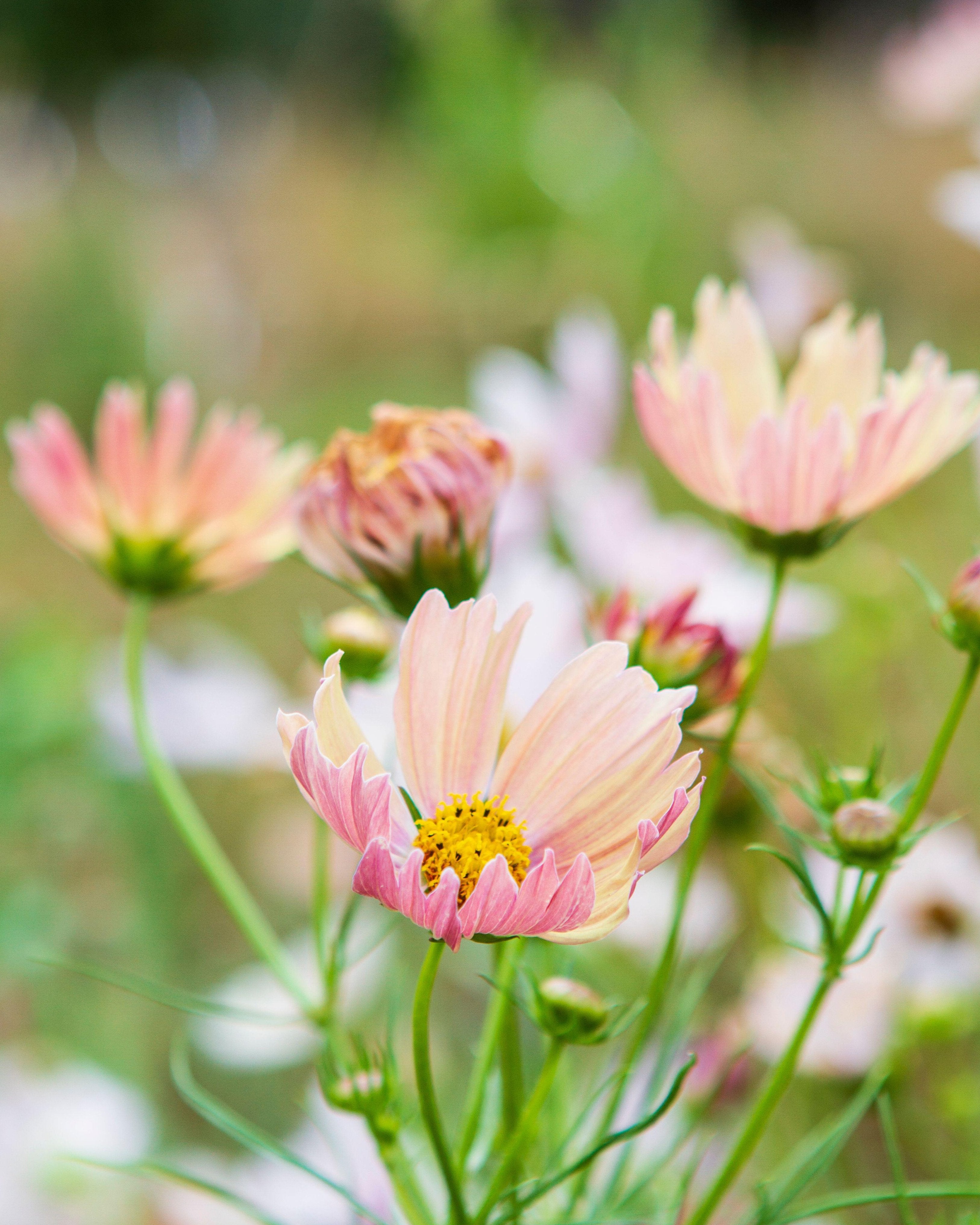 Cosmos Apricot Lemonade