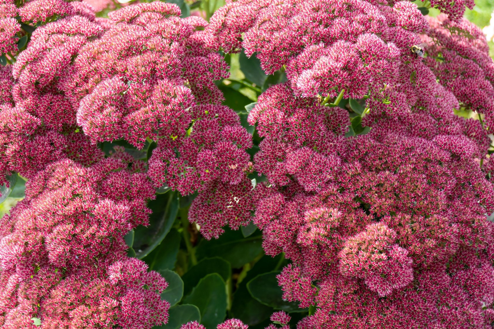 Sedum Autumn Fire