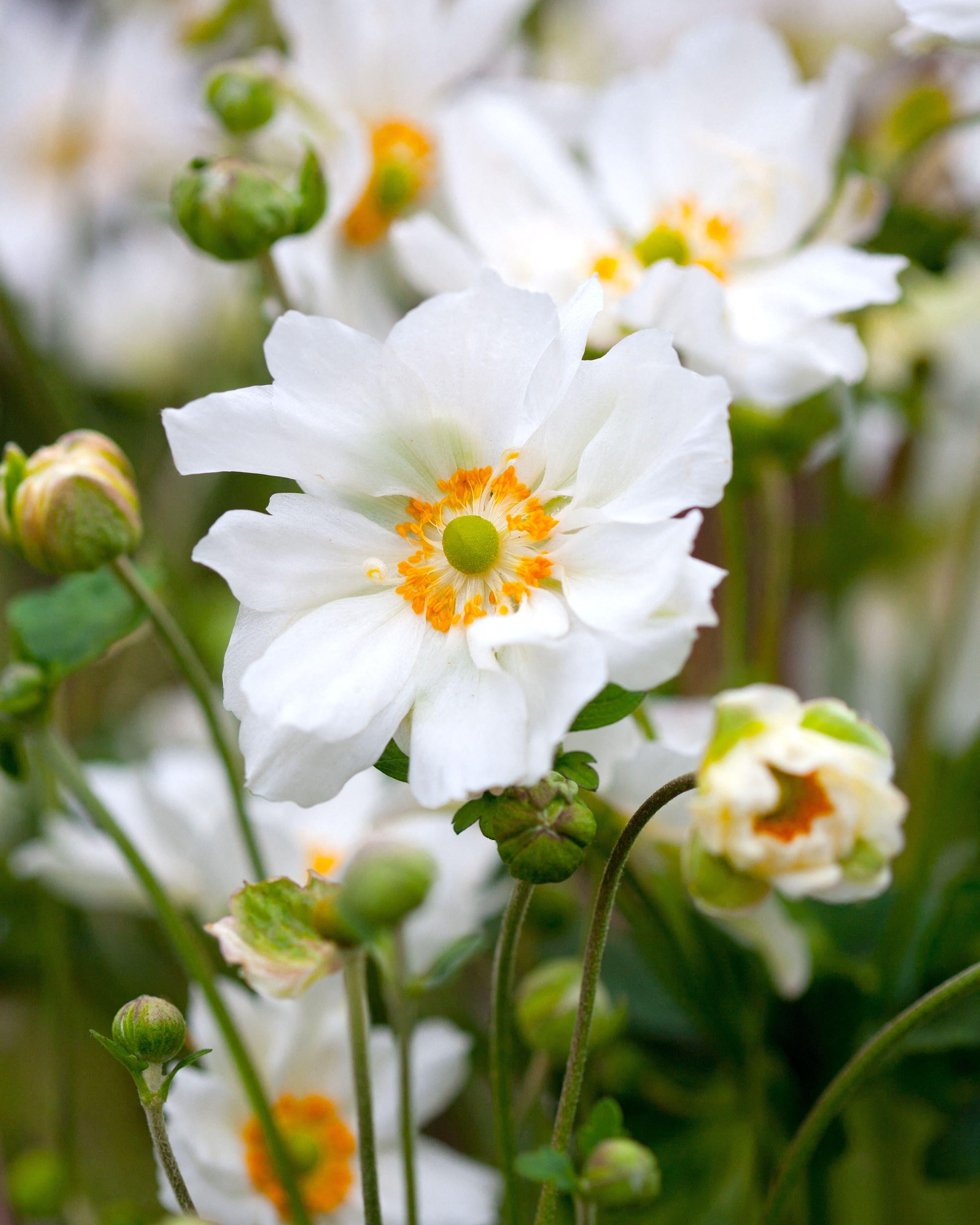 Anemone Whirlwind White (3 plugs)