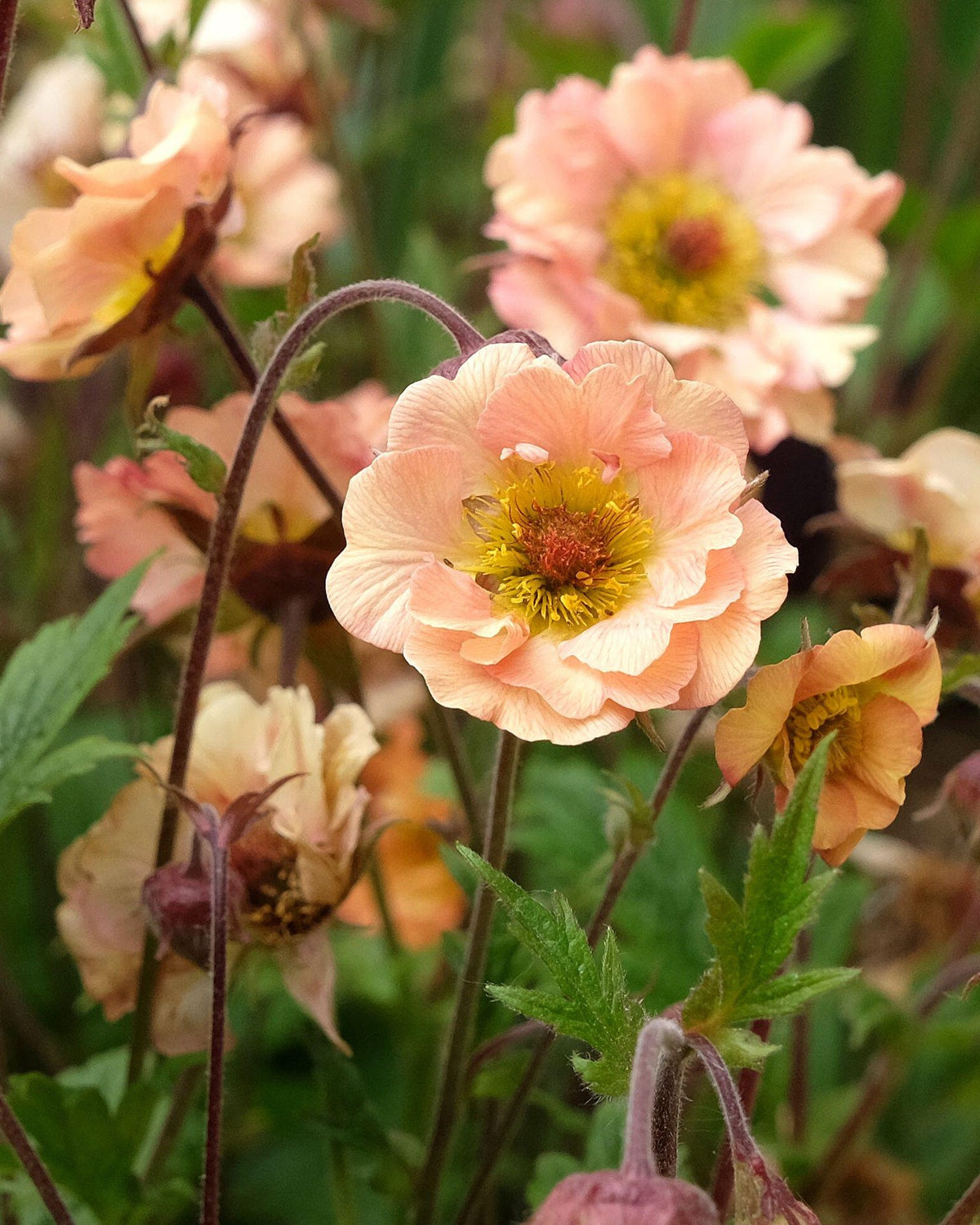Geum (3 plugs)