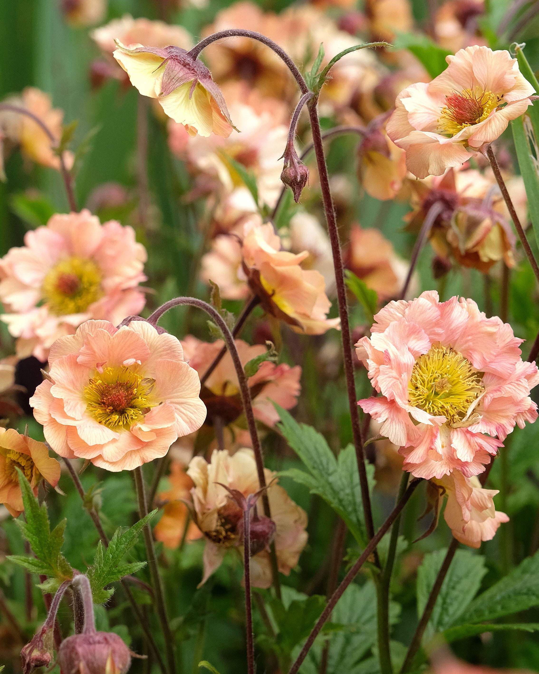 Geum Mai Tai Cocktail (3 plugs)