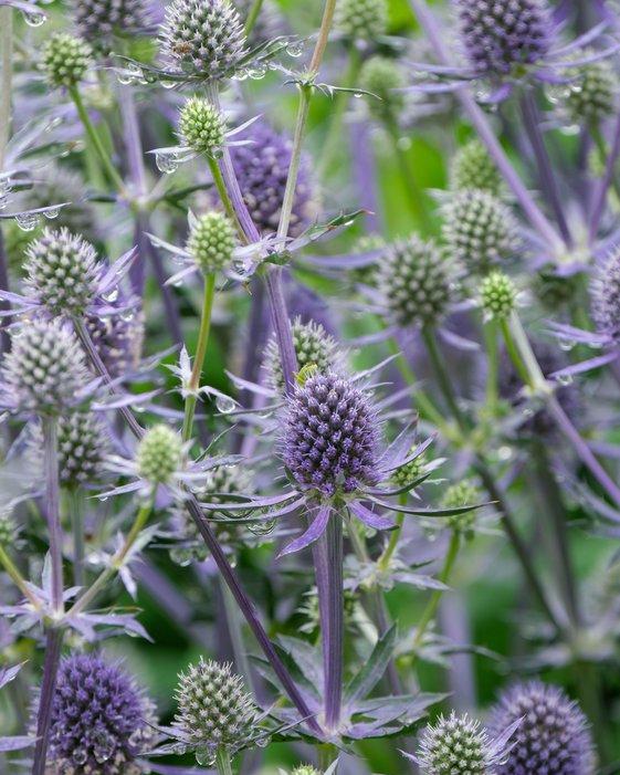 Eryngium Blue Glitter