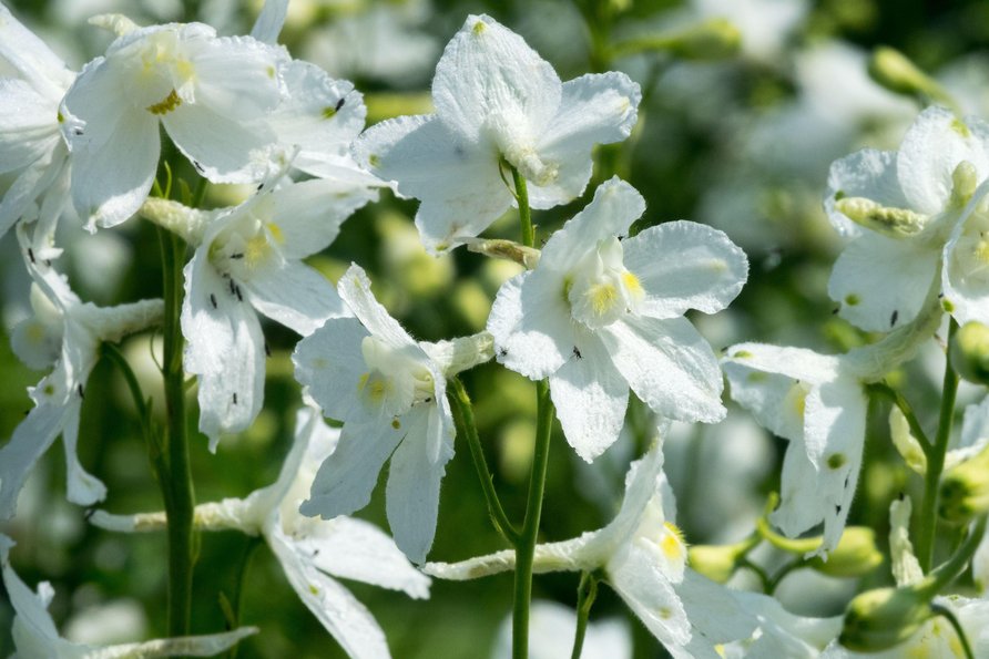 Delphinium belladonna Casablanca