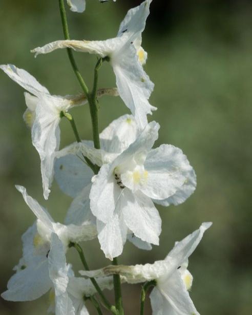 Delphinium belladonna Casablanca