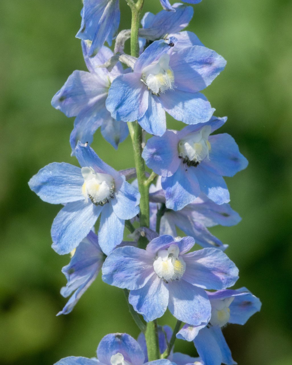 Delphinium belladonna Clivenden Beauty