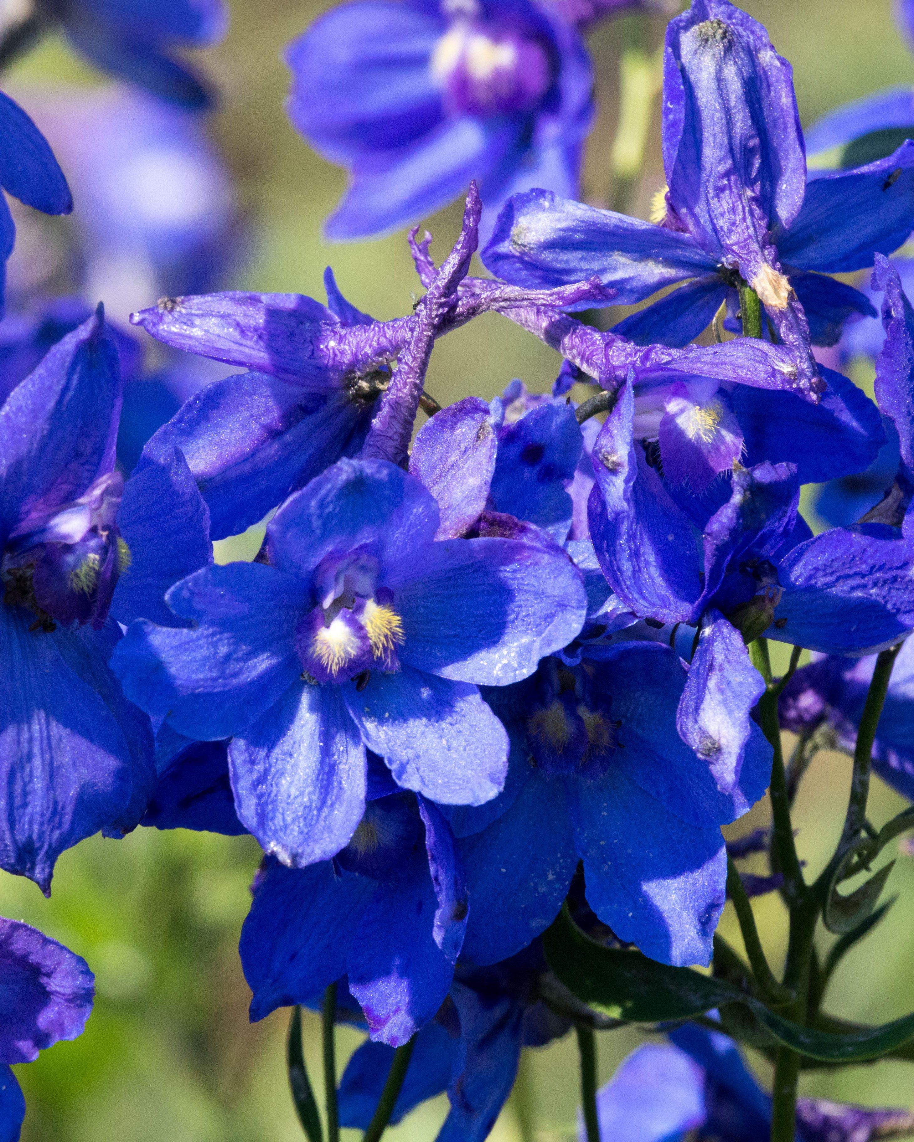 Delphinium belladonna Bellamosum