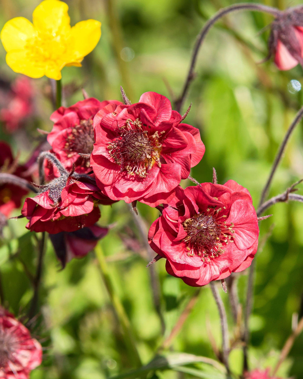 Geum Flames of Passion (3 plugs) Geum Flames of Passion (3 plugs)