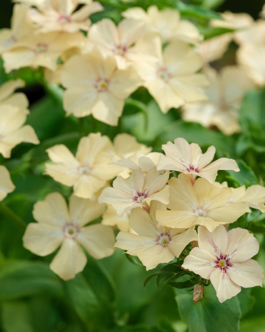 Phlox Crème Brulee