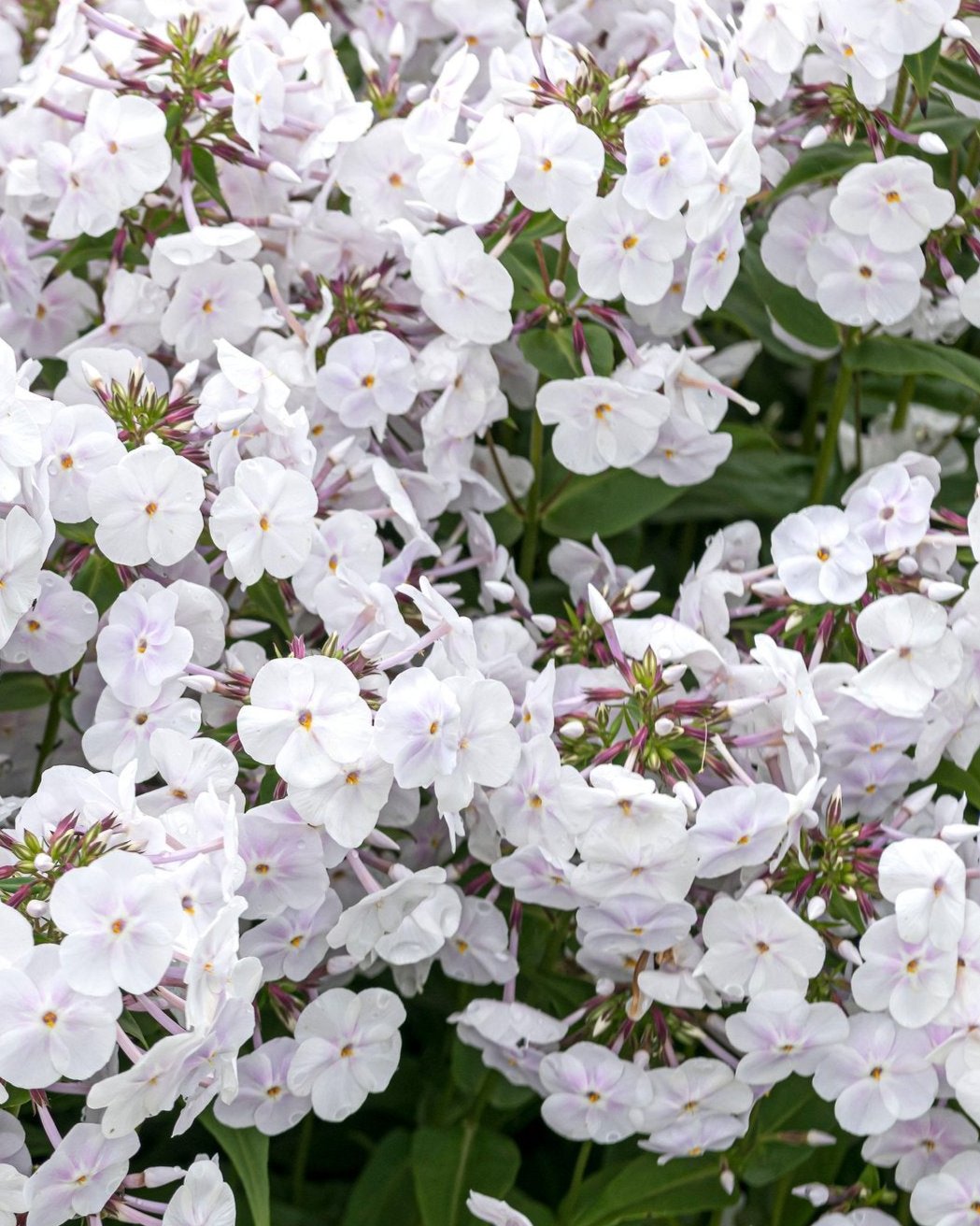 Phlox Fashionably Early Crystal