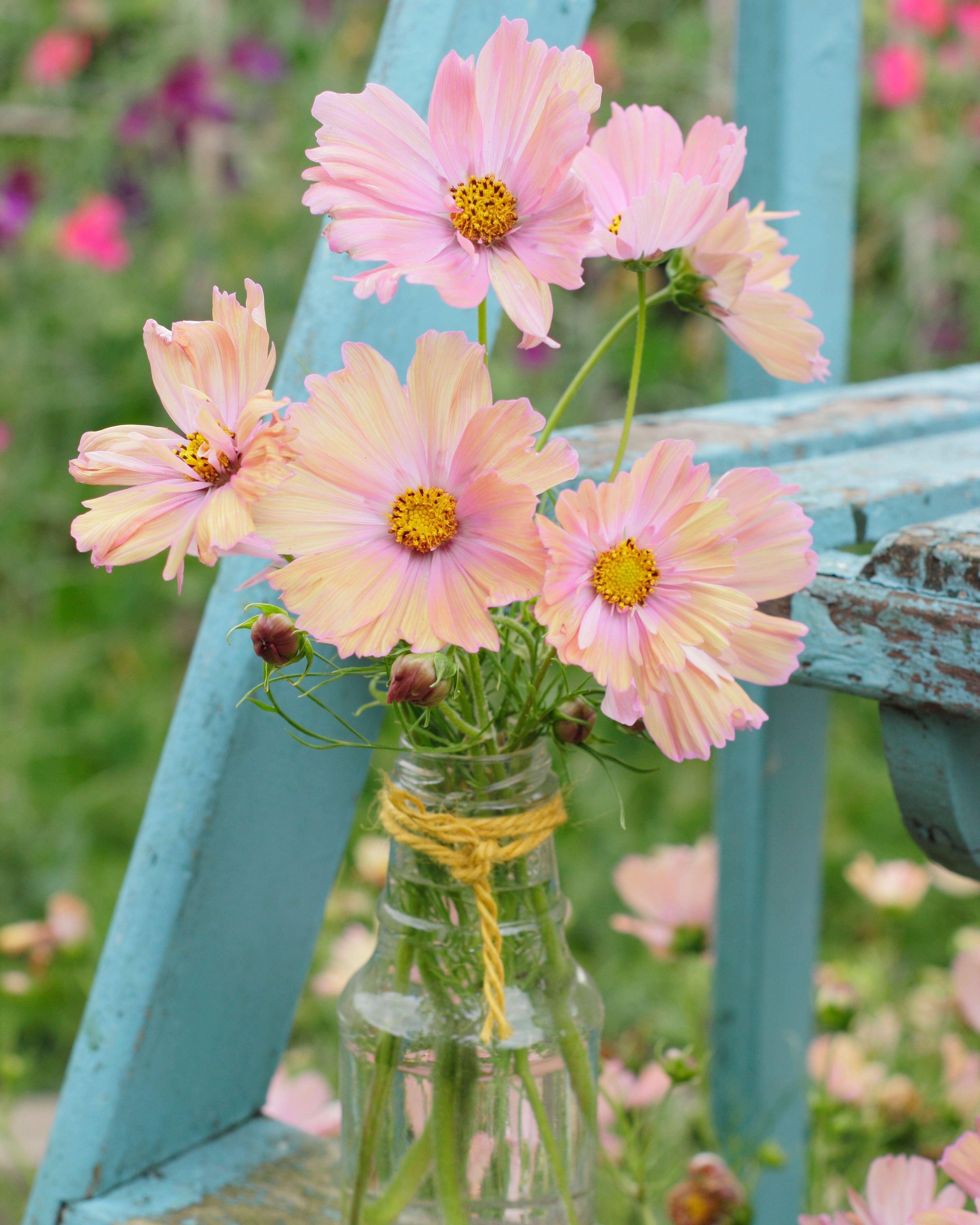 Cosmos Double Click Bicolor Pink Plug Plants (8 pack) | Garden Club
