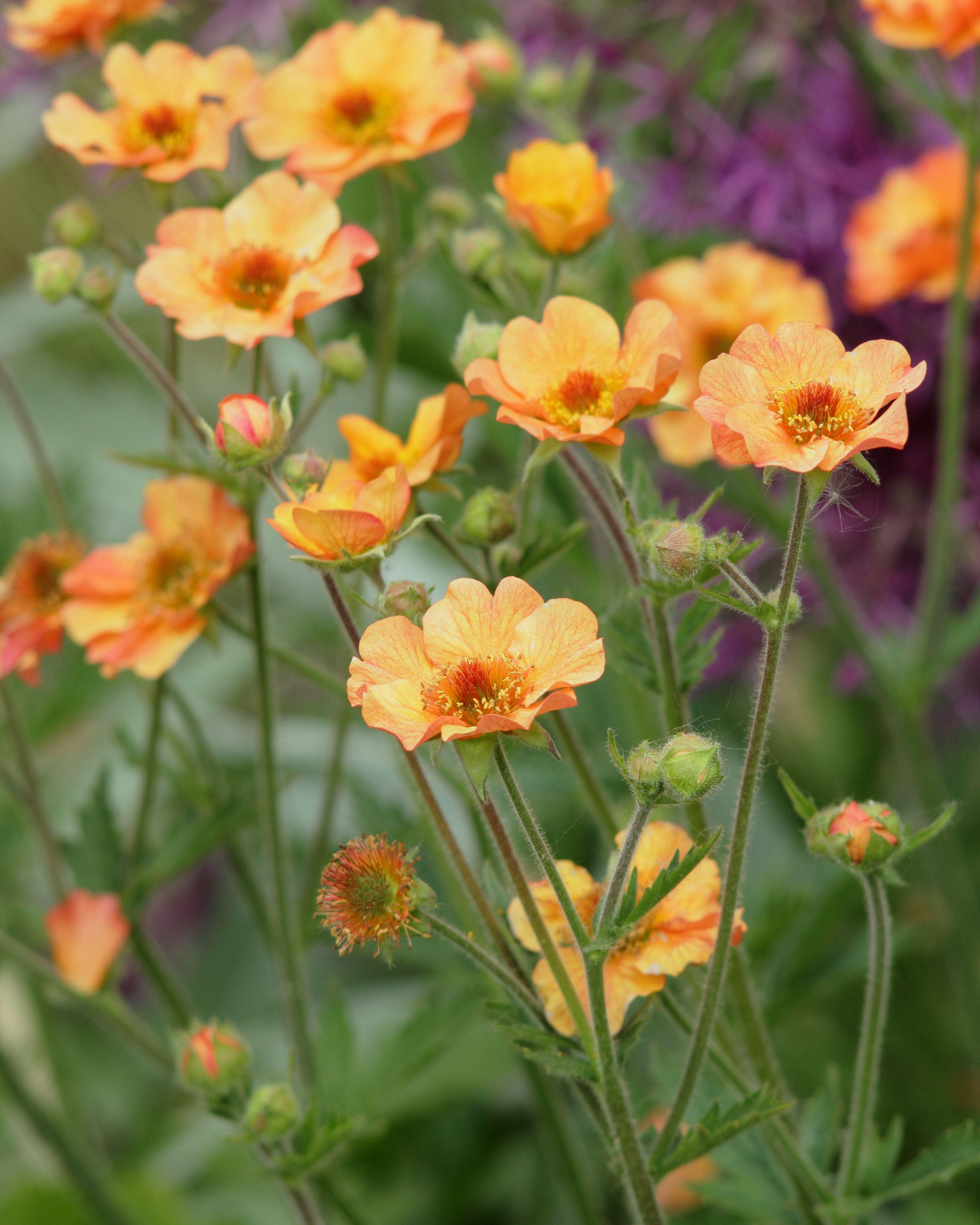 Geum Totally Tangerine (3 plugs)