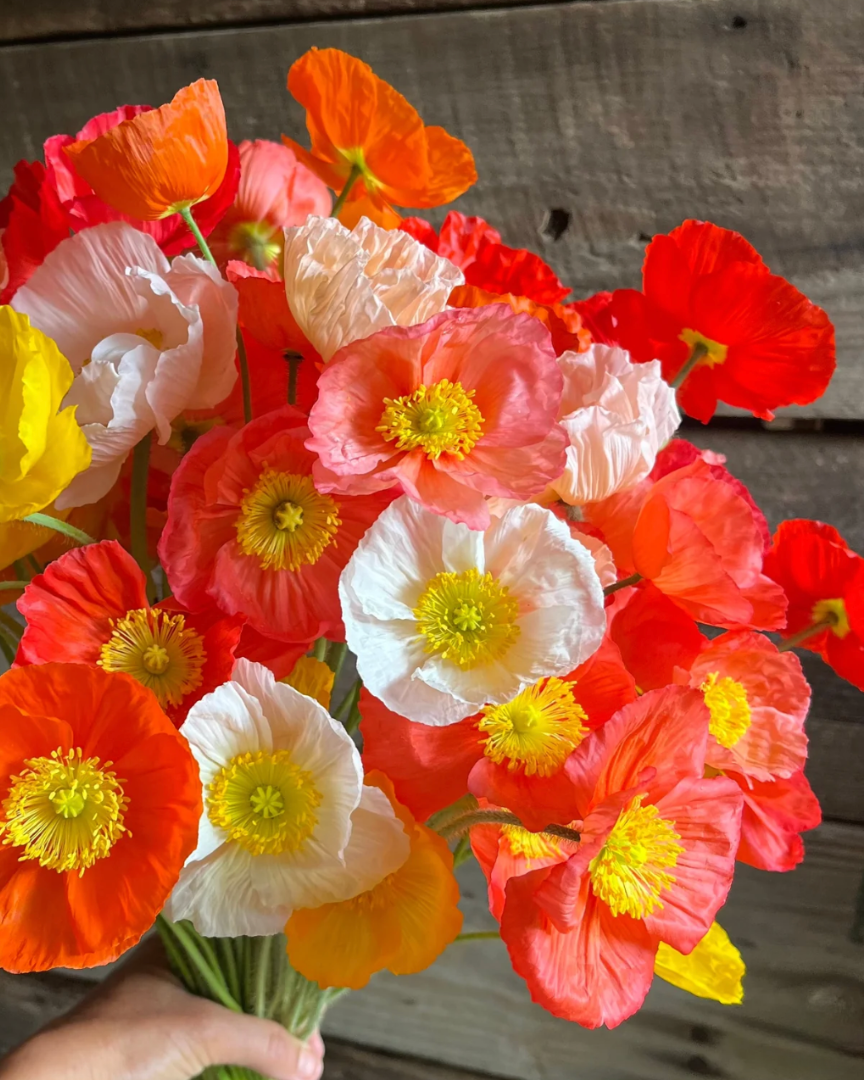 Poppy Champagne Bubbles (8 plugs)